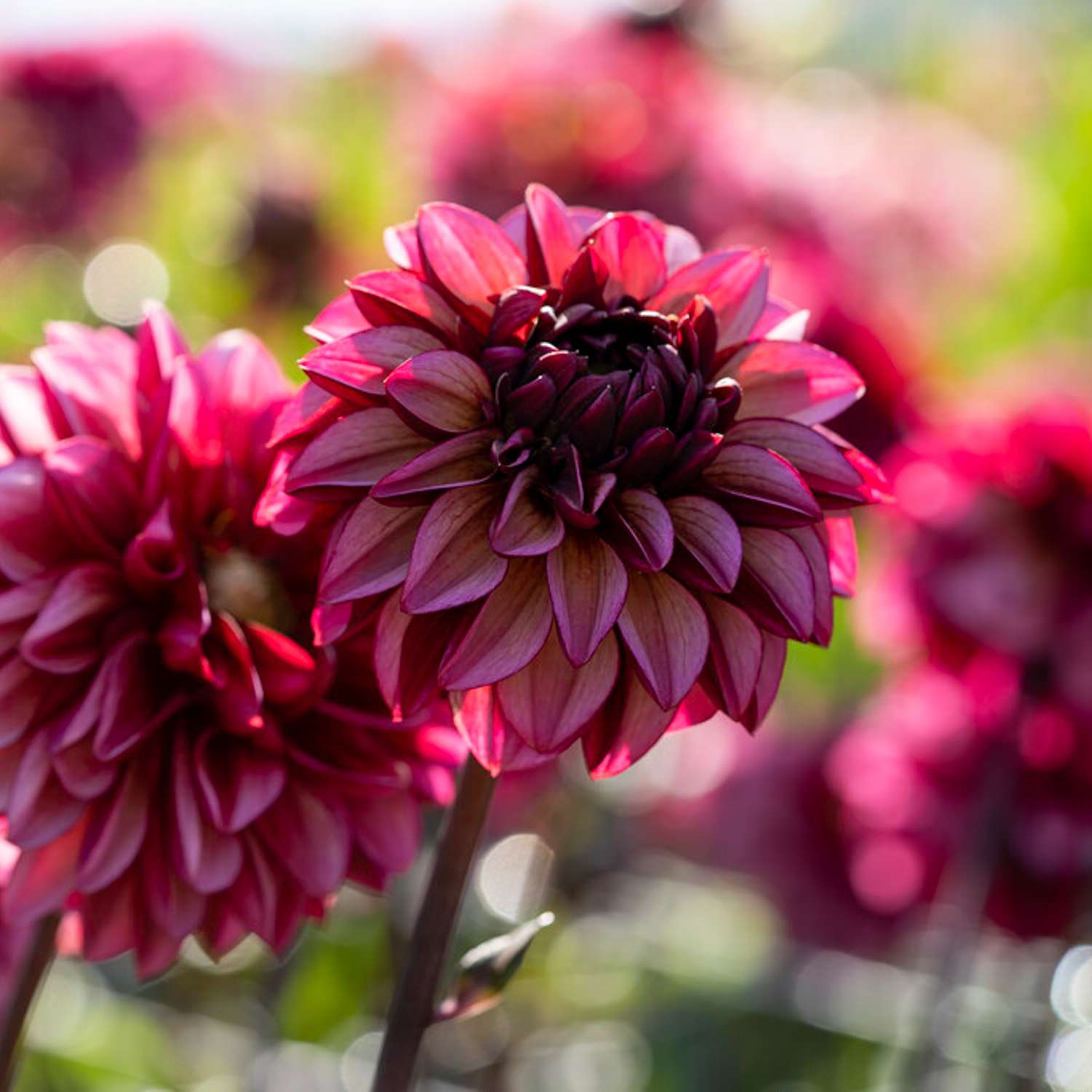 Dahlia 'Senior's Hope'