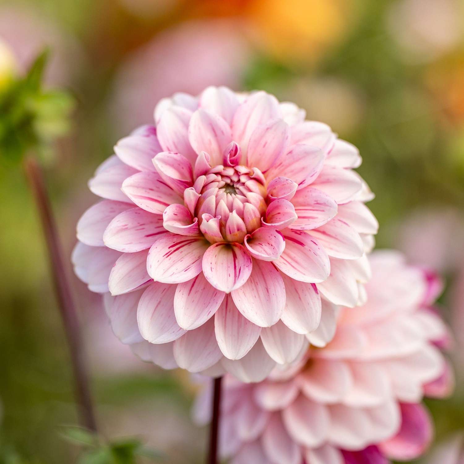 Dahlia 'Strawberry Cream'