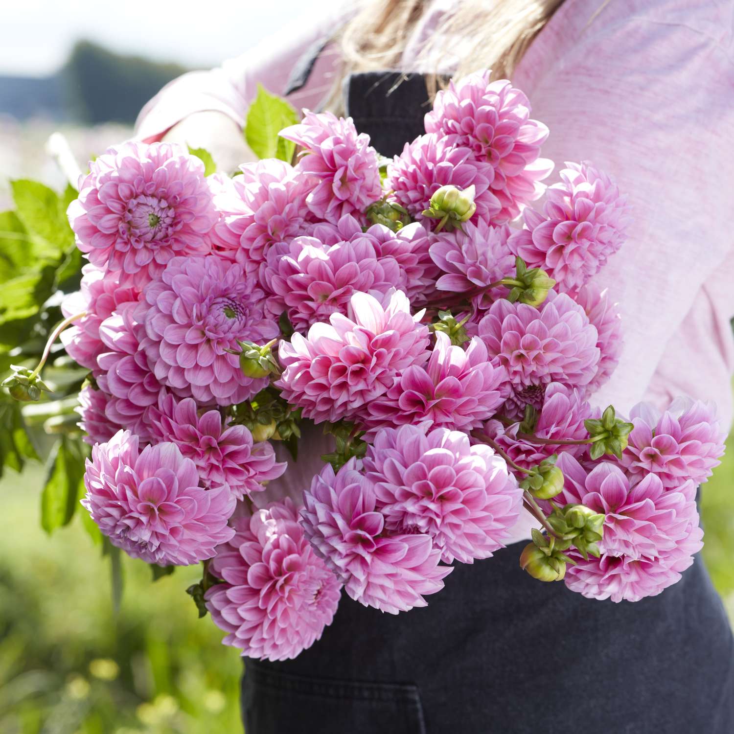 Dahlia 'Sweet Fabienne'