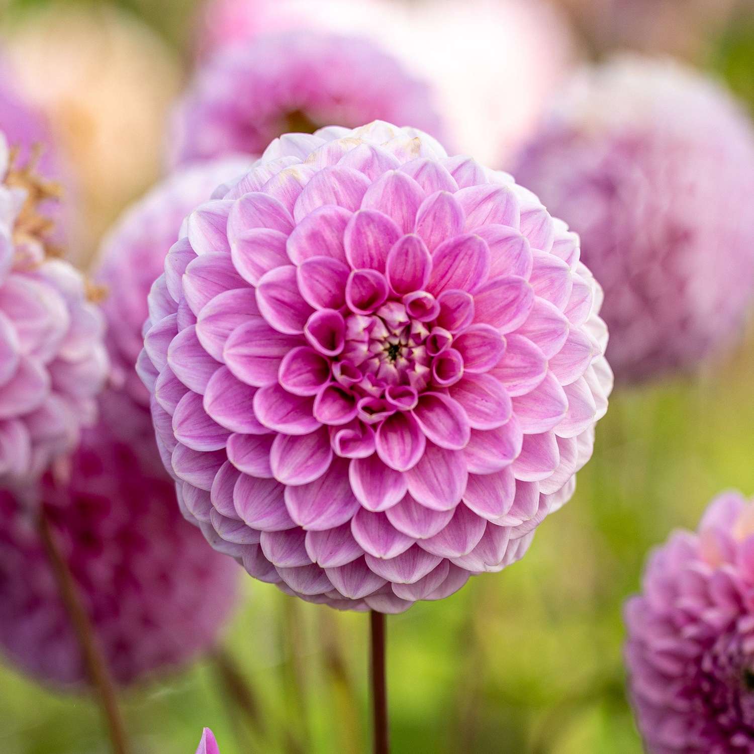 Dahlia 'Sweet Fabienne'