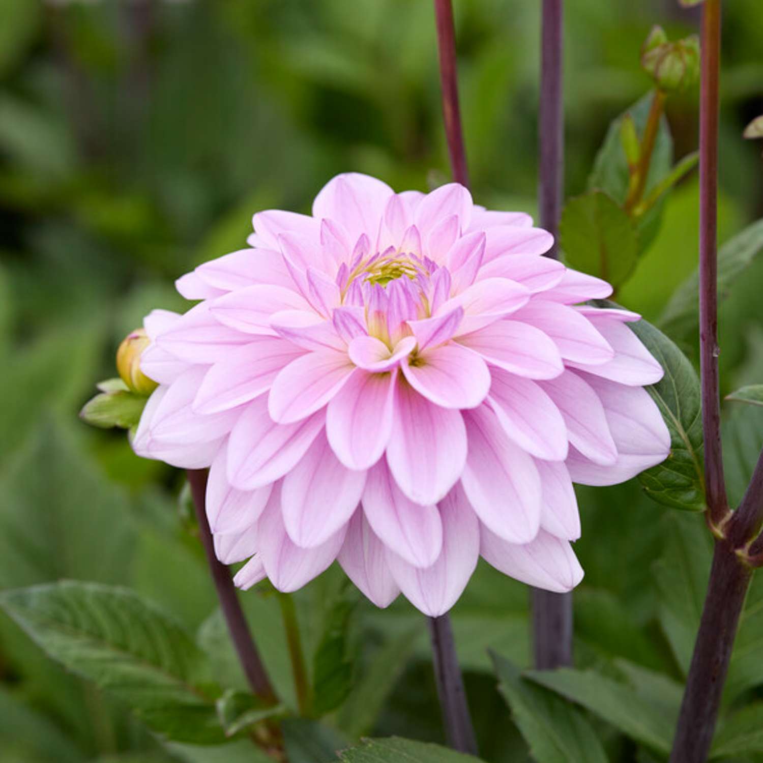 Dahlia 'Sweet Surprise'