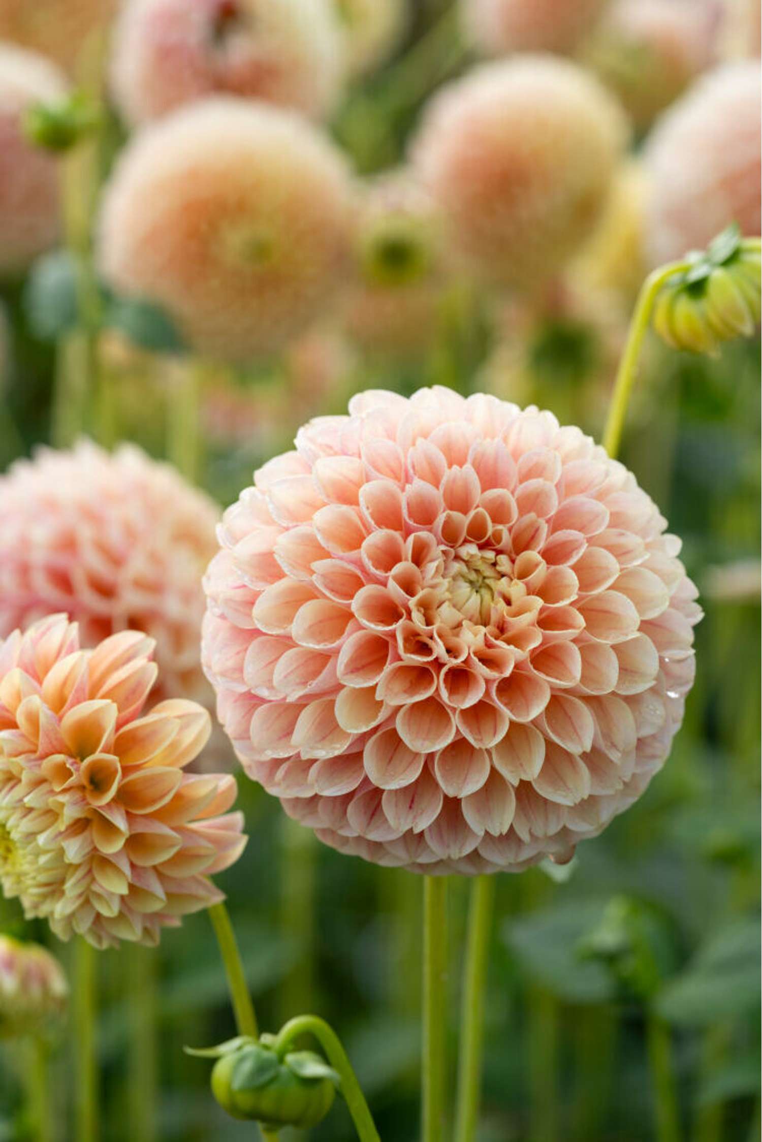 Dahlia 'Sweet Suzanne'