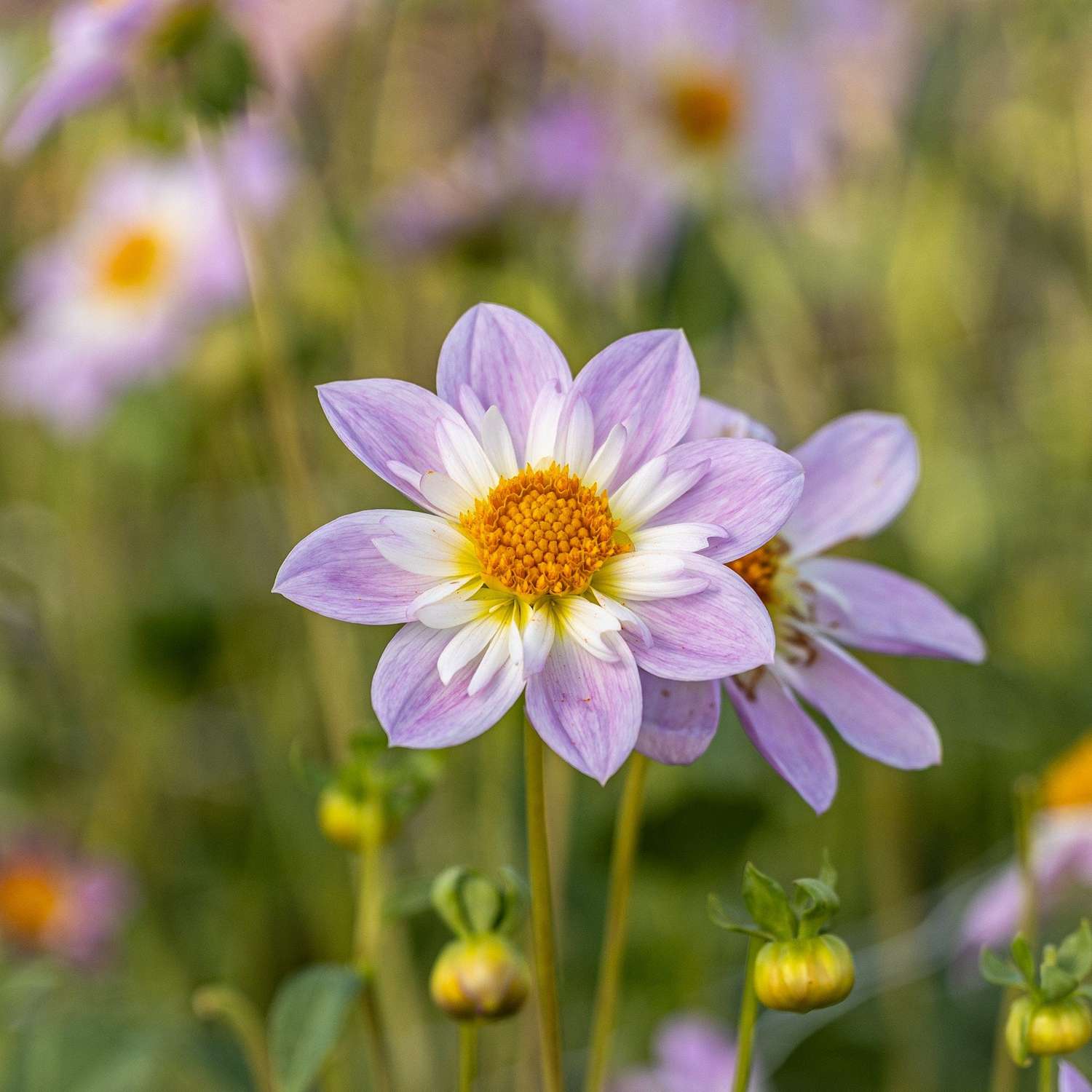 Dahlia 'Teesbrooke Audrey'