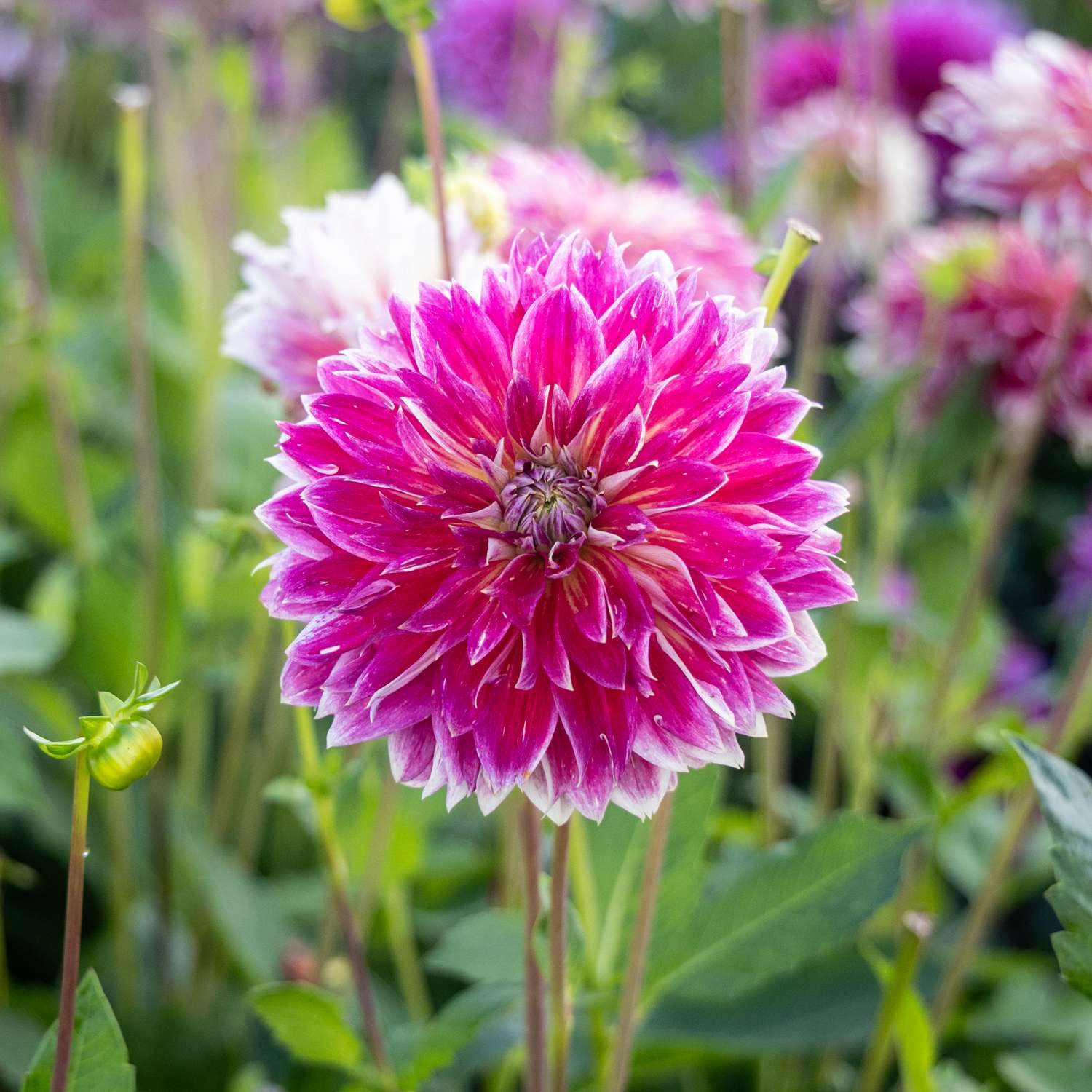 Dahlia 'Temple of Beauty'