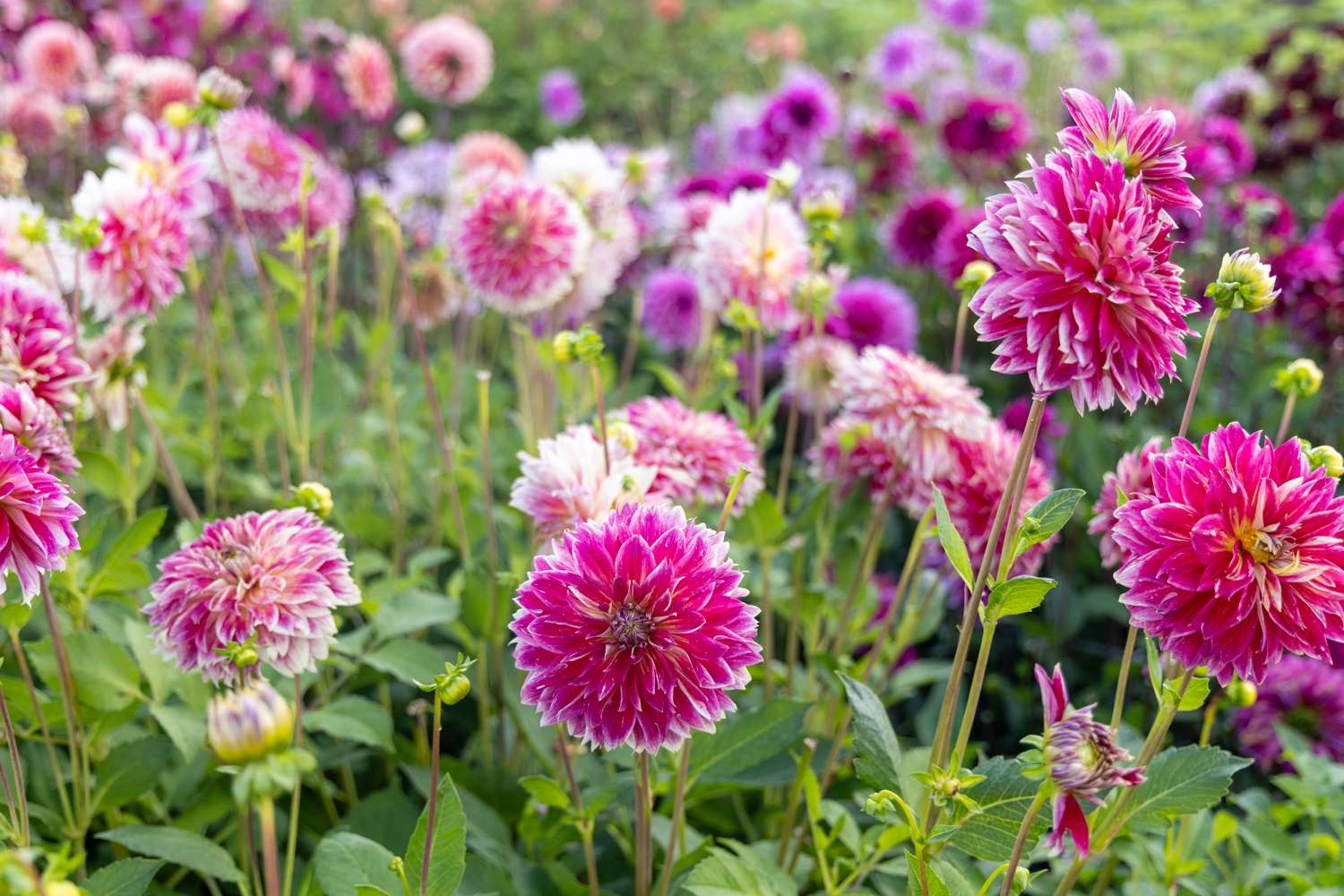Dahlia 'Temple of Beauty'