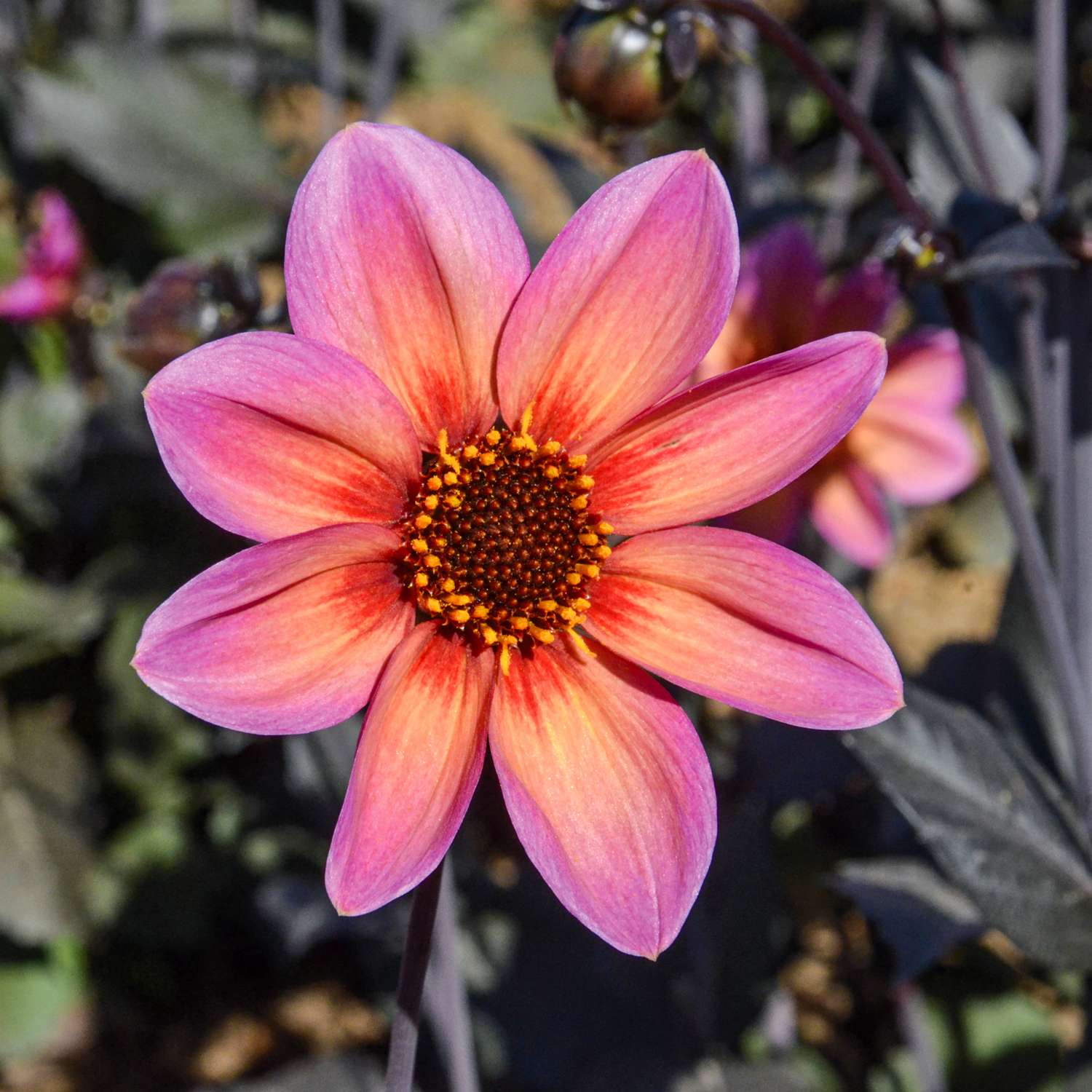 Dahlia 'Tropic and black'