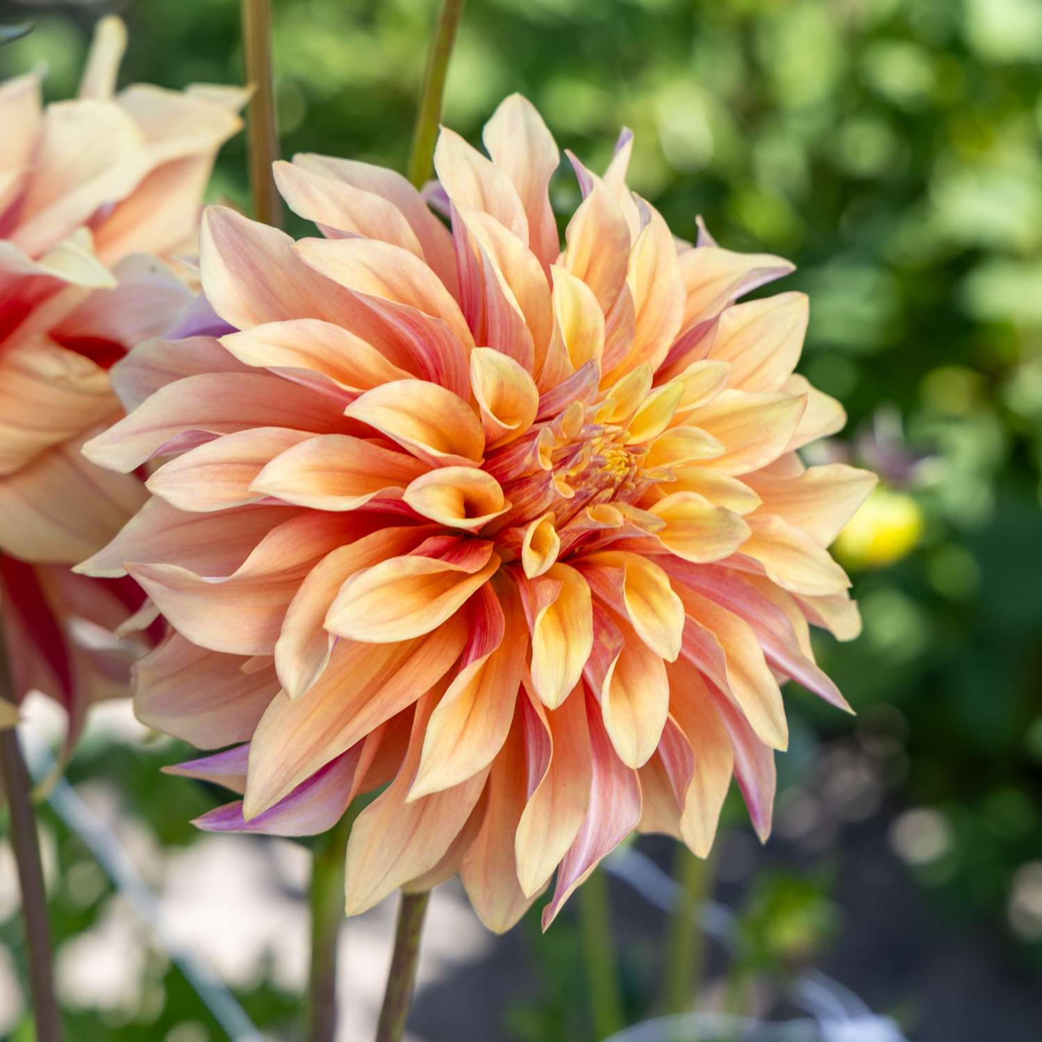Dahlia 'Tyrell'