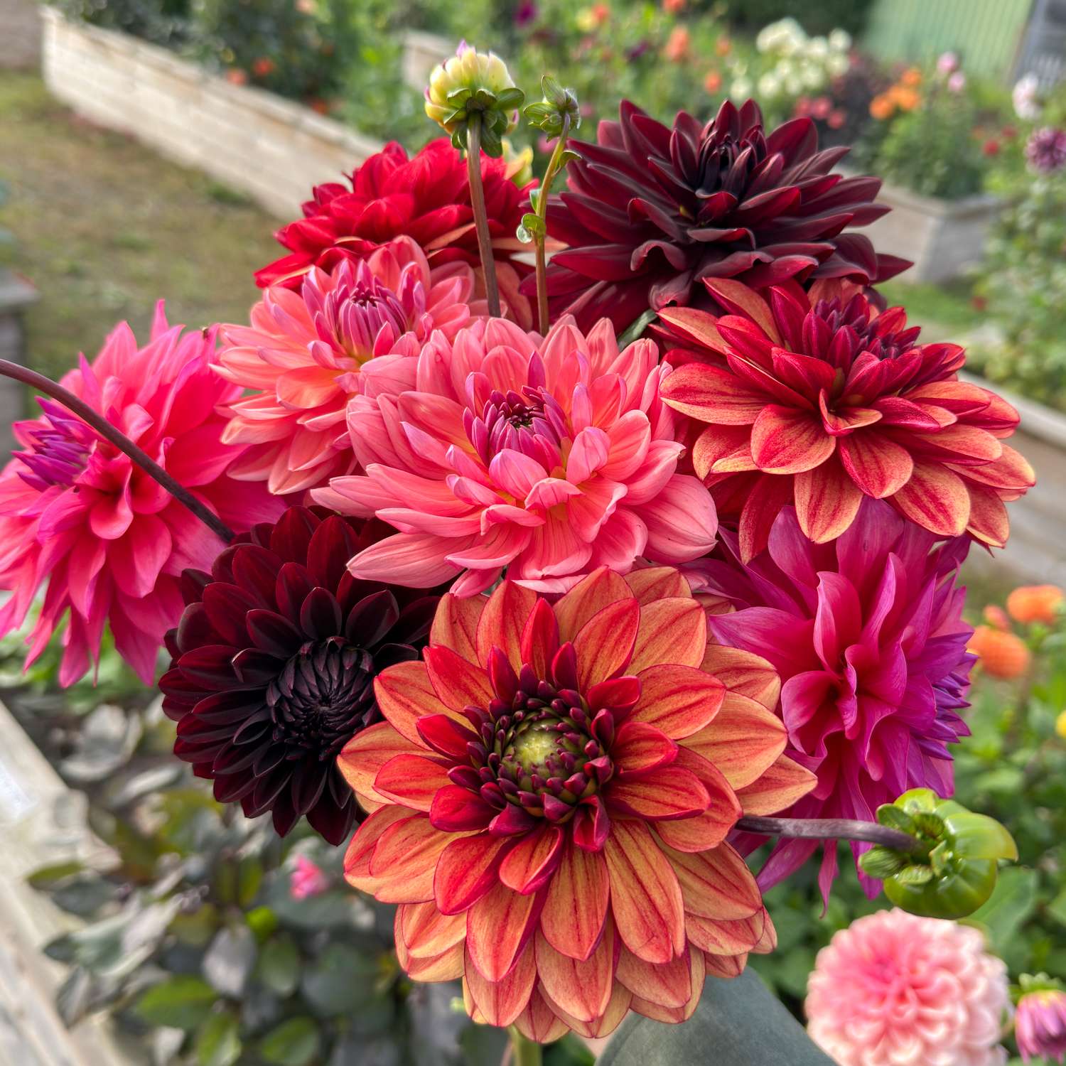 Collection Dahlia 'Autumn Dreams'
