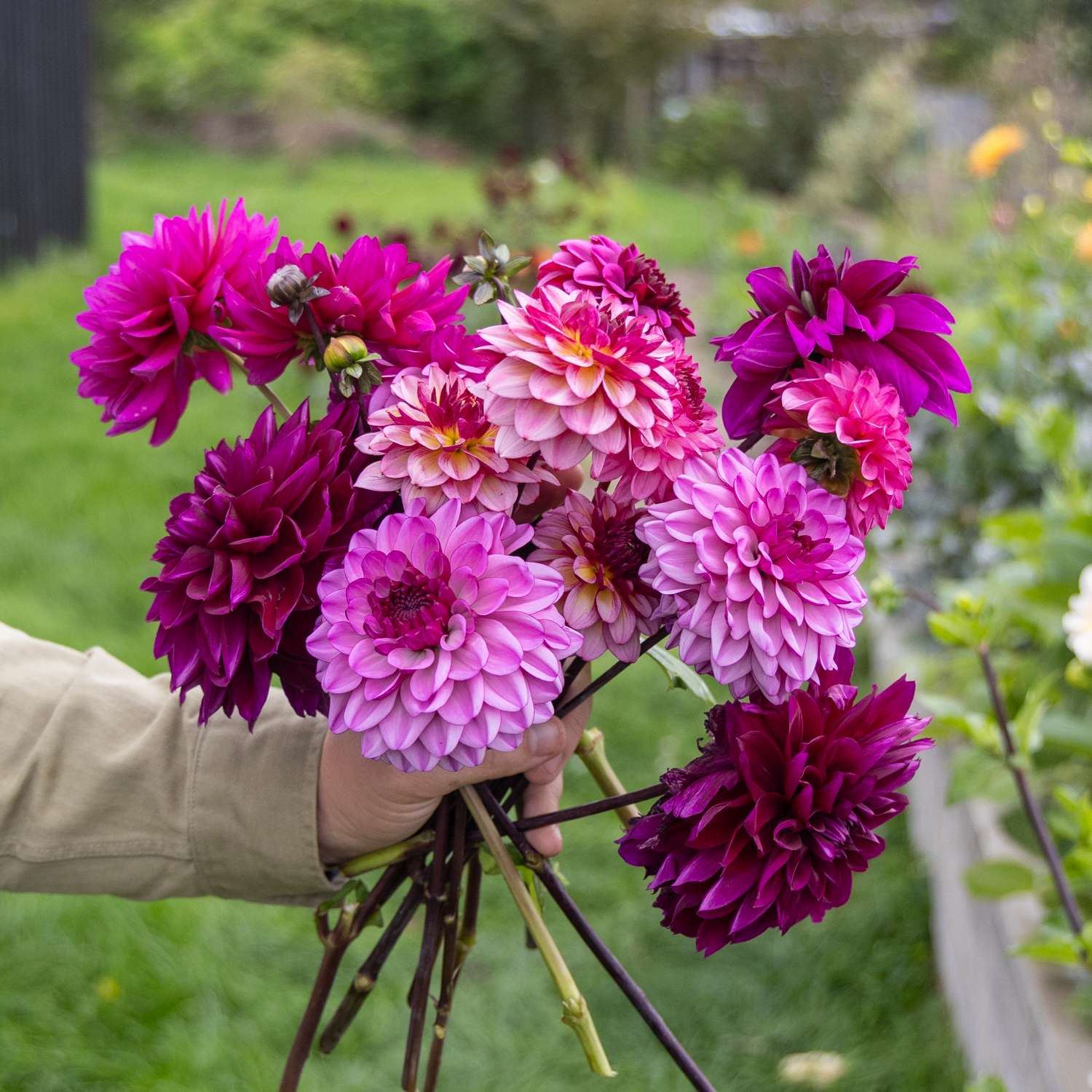 Collection dahlia 'Blueberry Muffin'