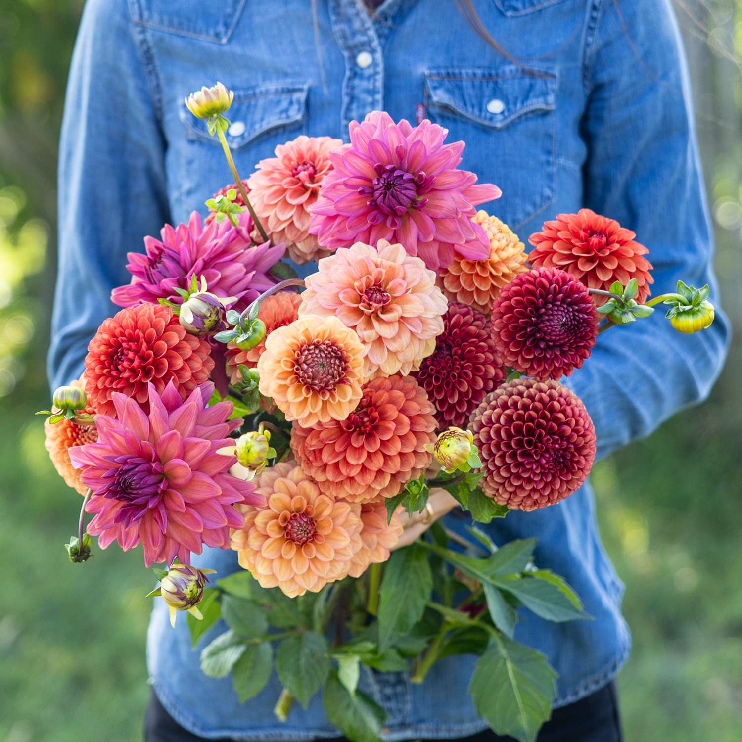 Collection dahlia 'Campari'
