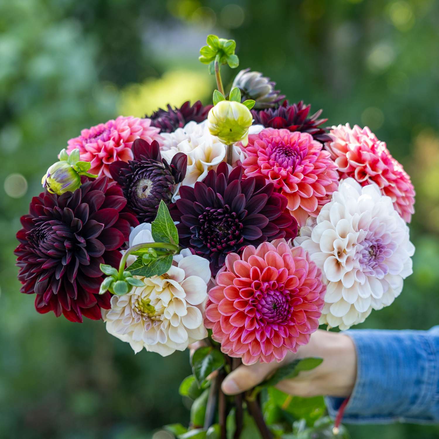 Collection dahlia 'Dark Hearth'