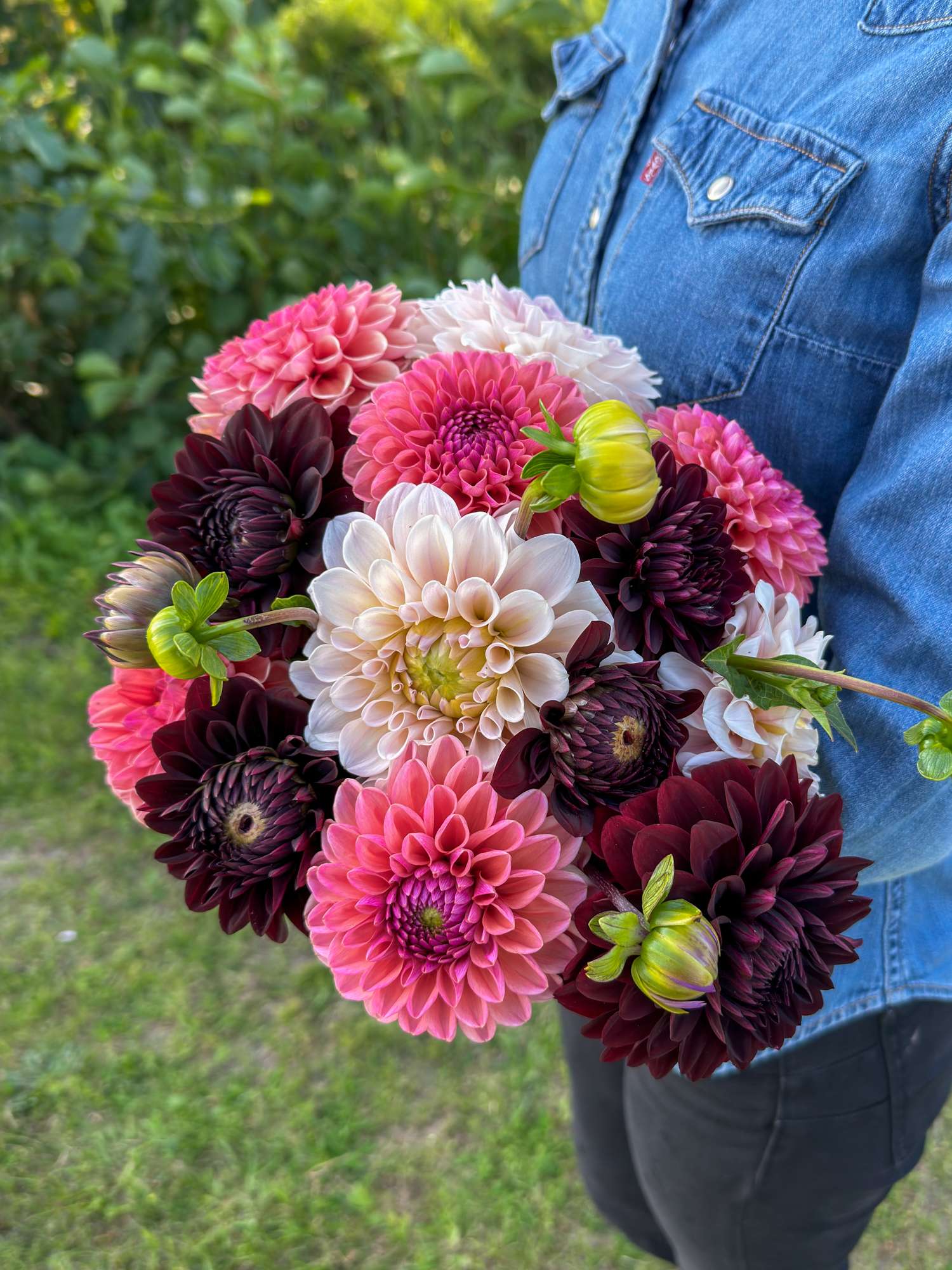 Collection dahlia 'Dark Hearth'