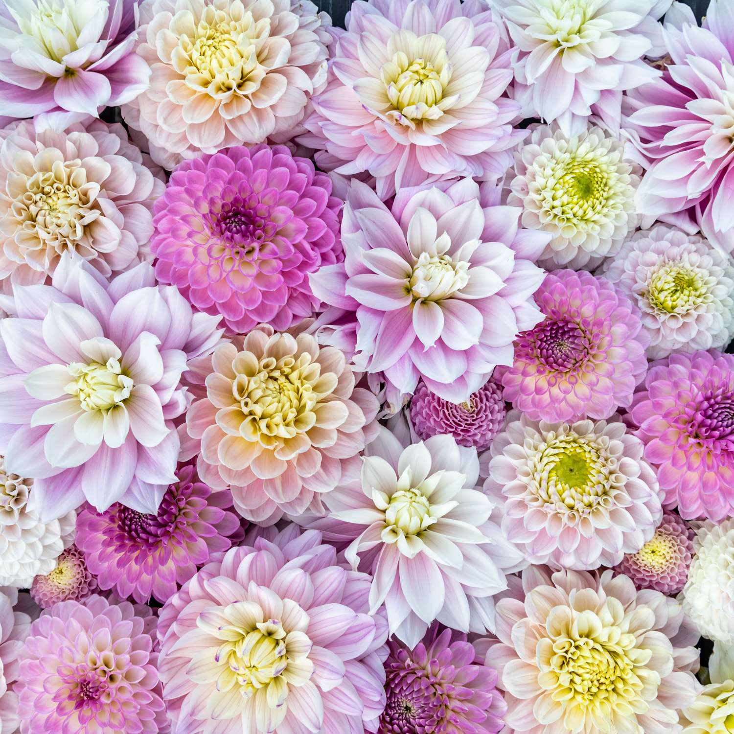 Collection dahlia 'Ivory Blush'