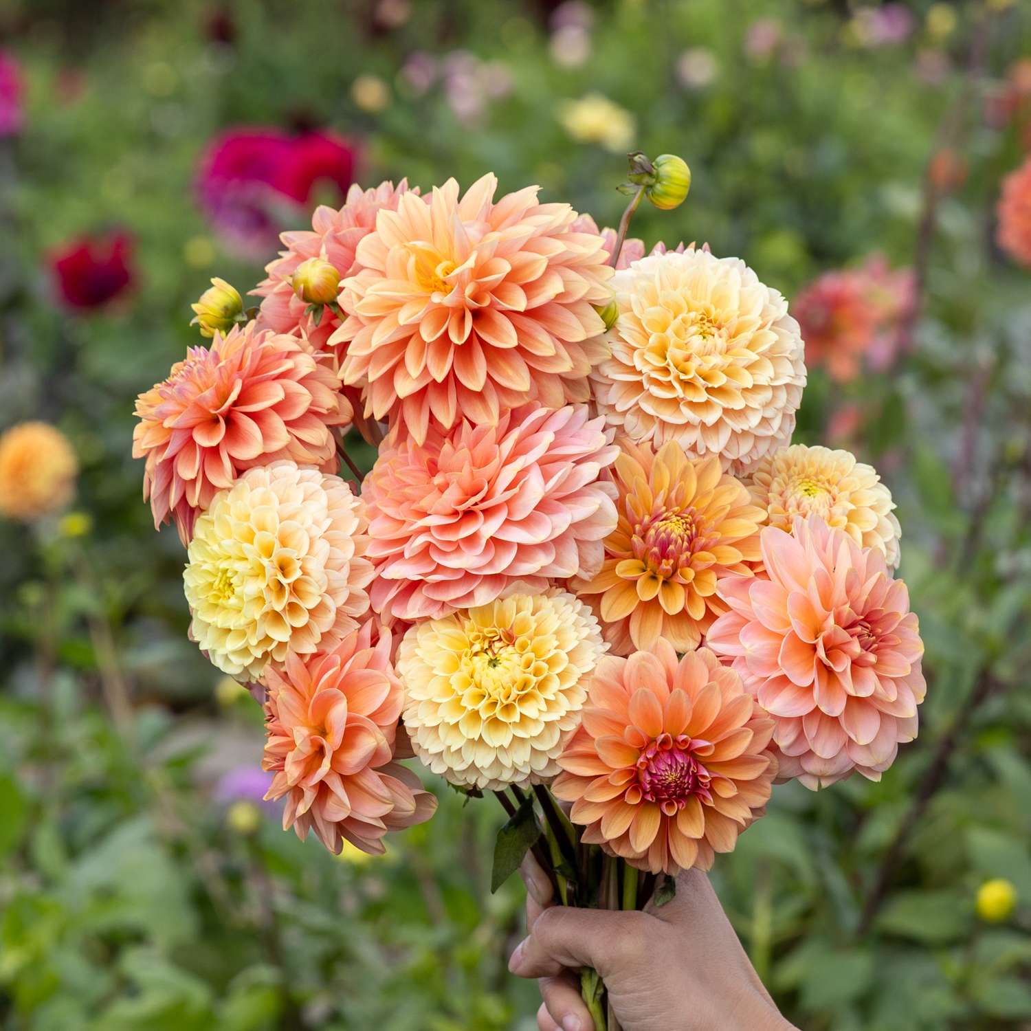 Collection dahlia 'Mango Crush'