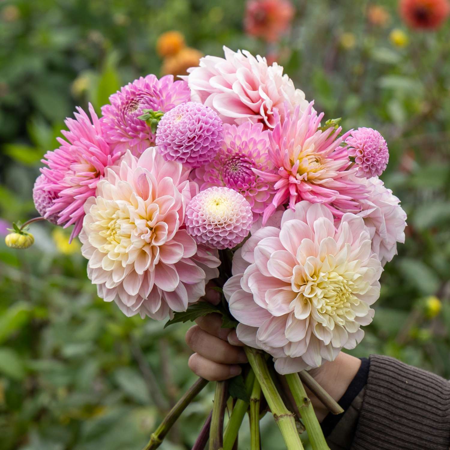 Collection dahlia 'Pink Favorites'