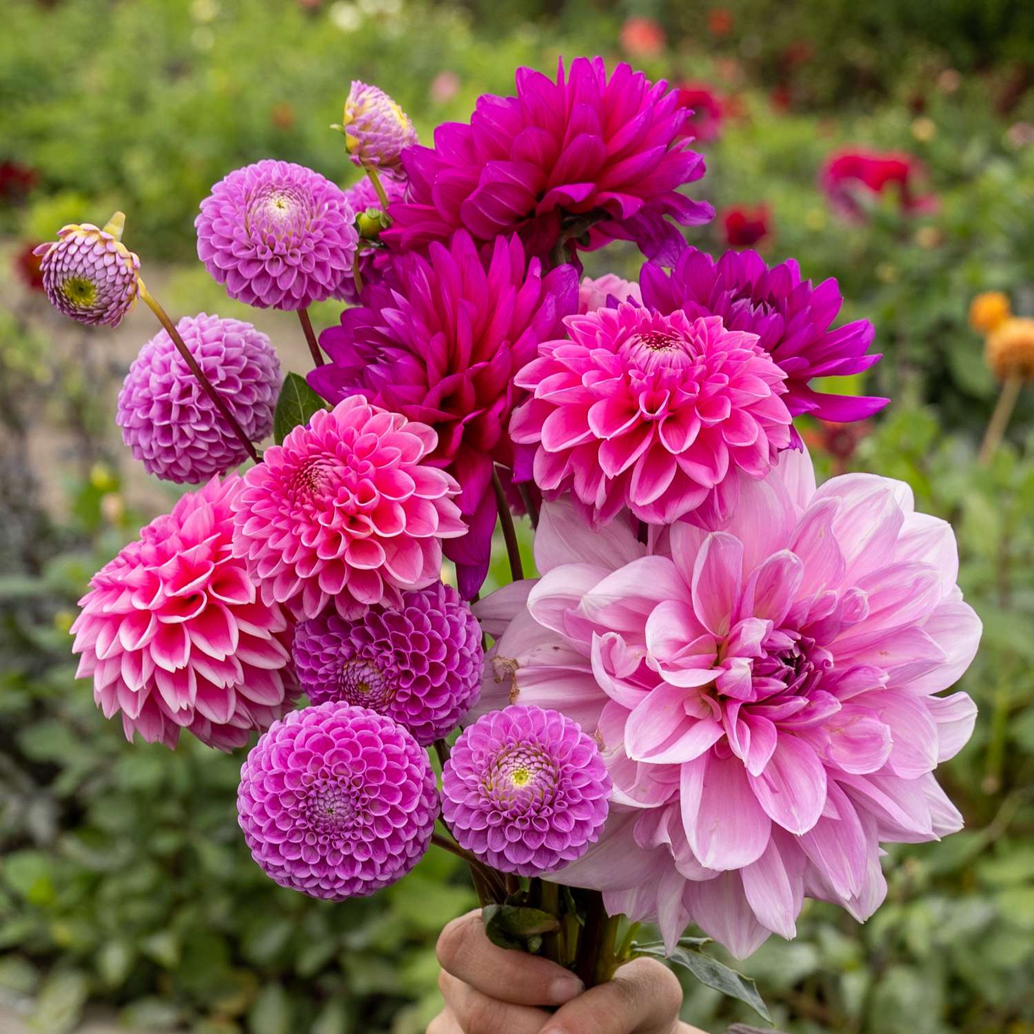 Collection Dahlia 'Purple Favorites'
