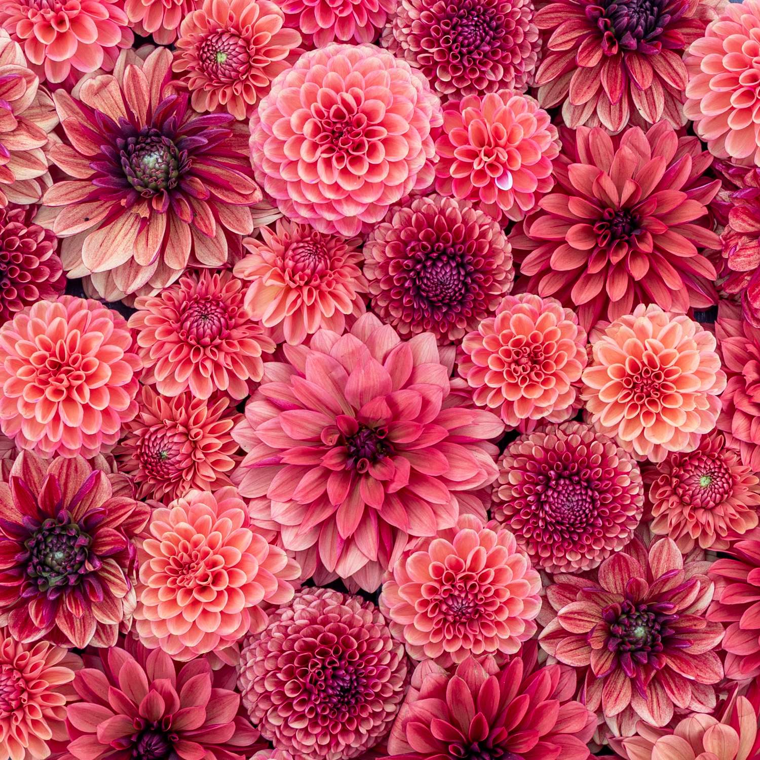 Collection dahlia 'Red Favorites'