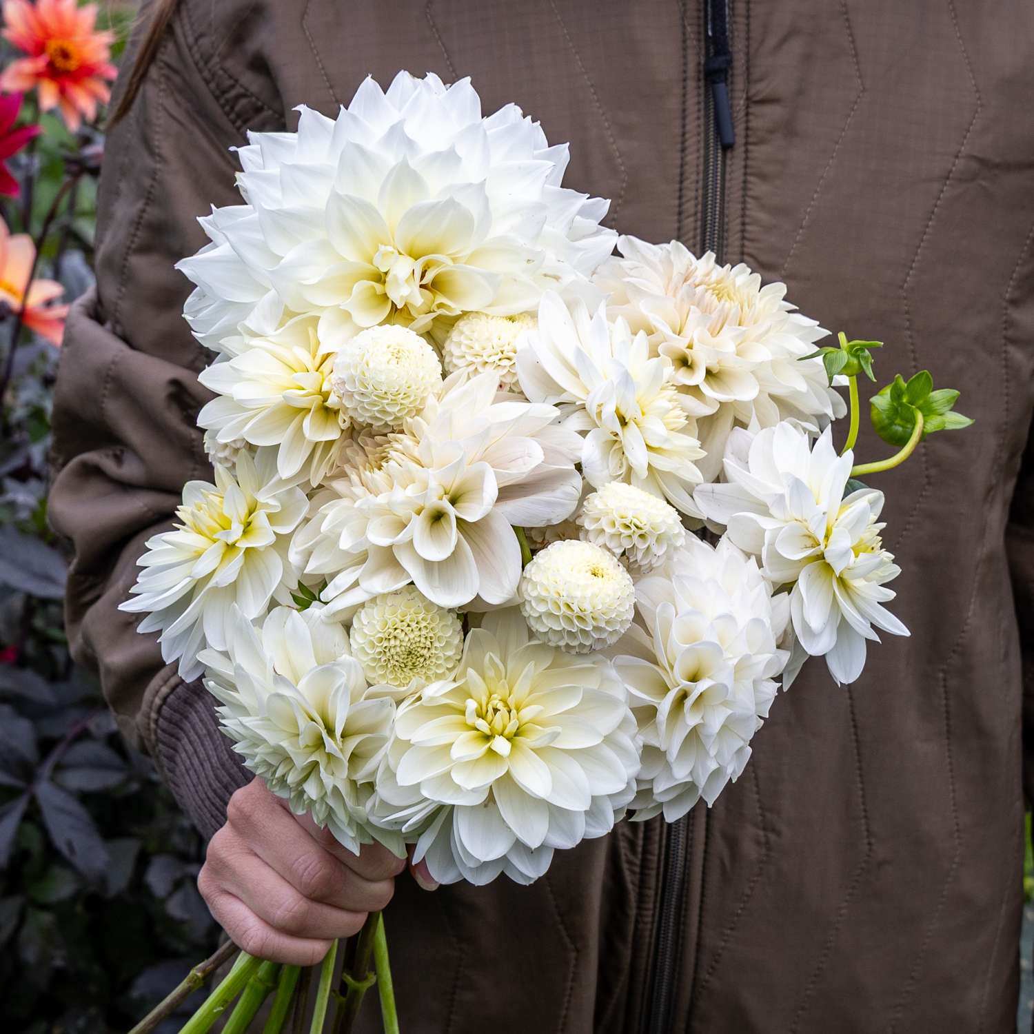 Collection Dahlia 'White Favorites'
