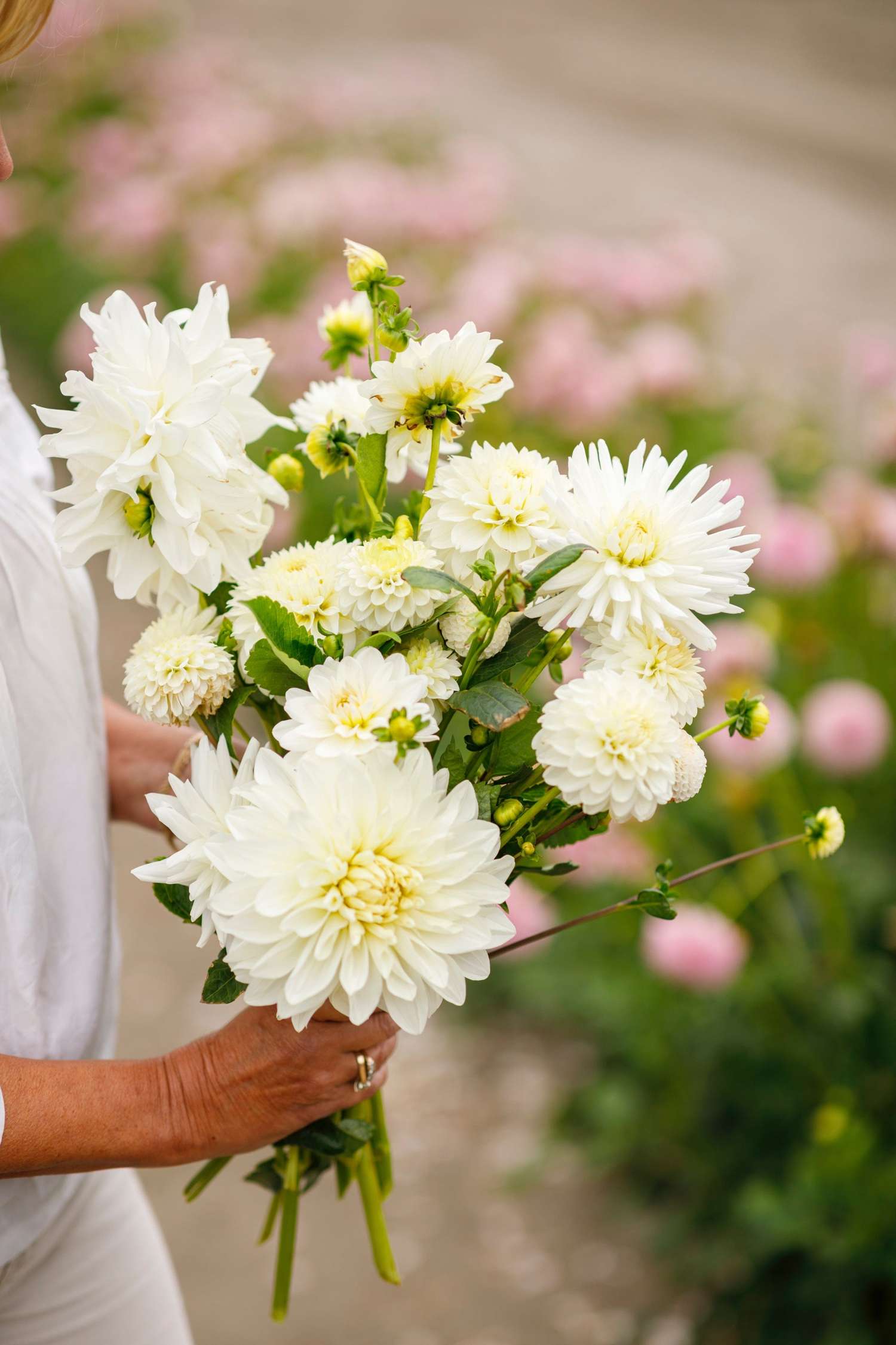Mélange de dahlias 'Carol'