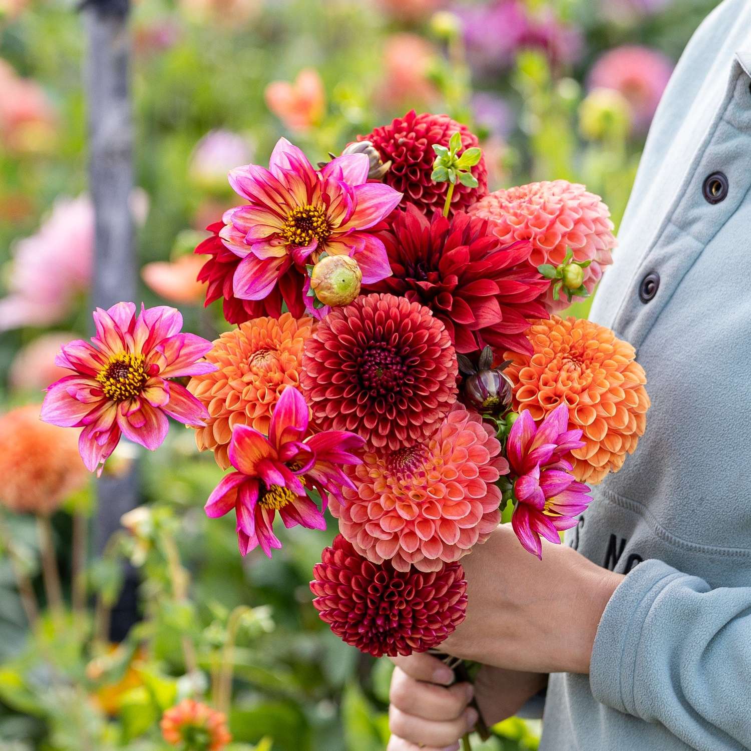 Mélange de dahlias 'Copper Cuddle'
