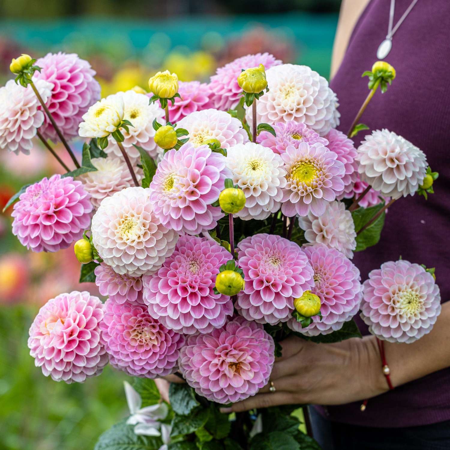 Mélange de dahlias 'Cotton Candy'