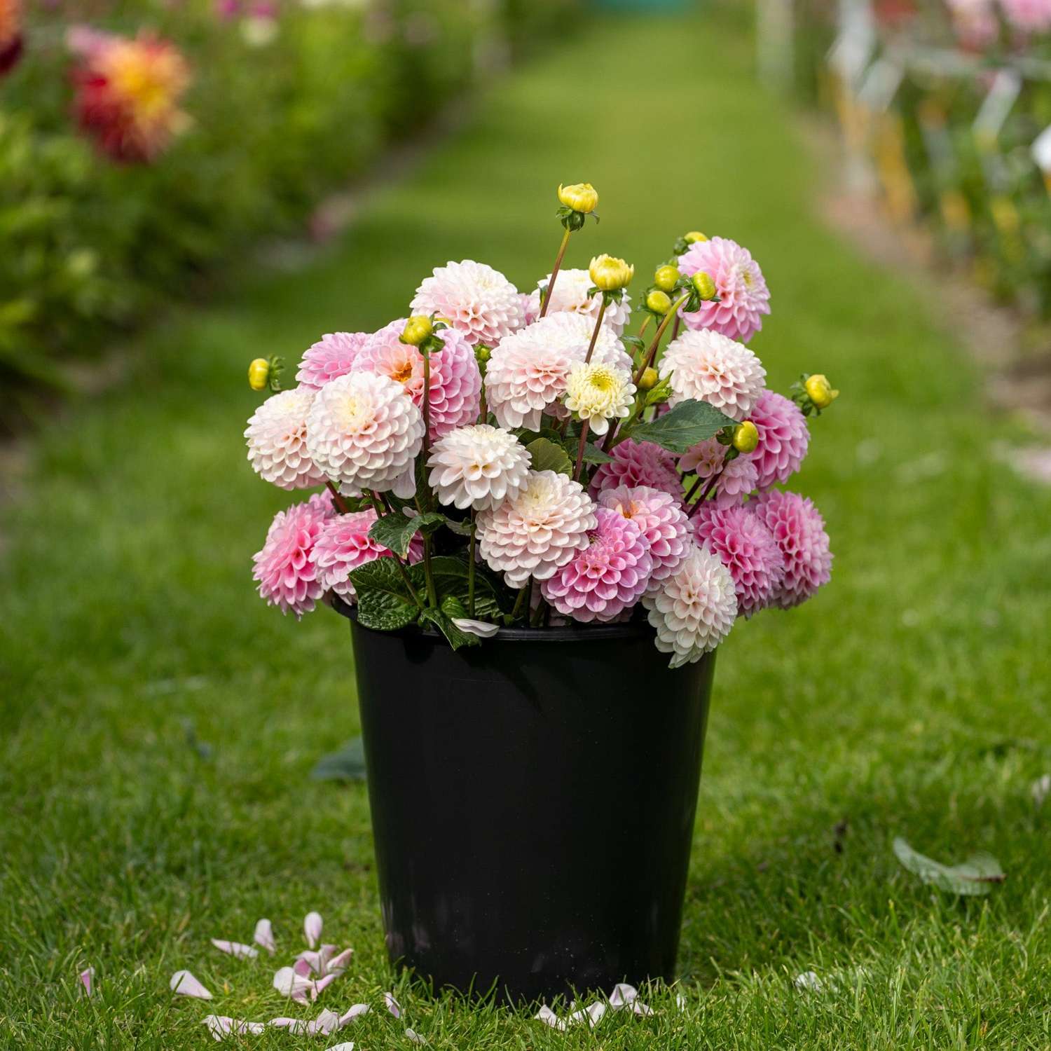 Mélange de dahlias 'Cotton Candy'