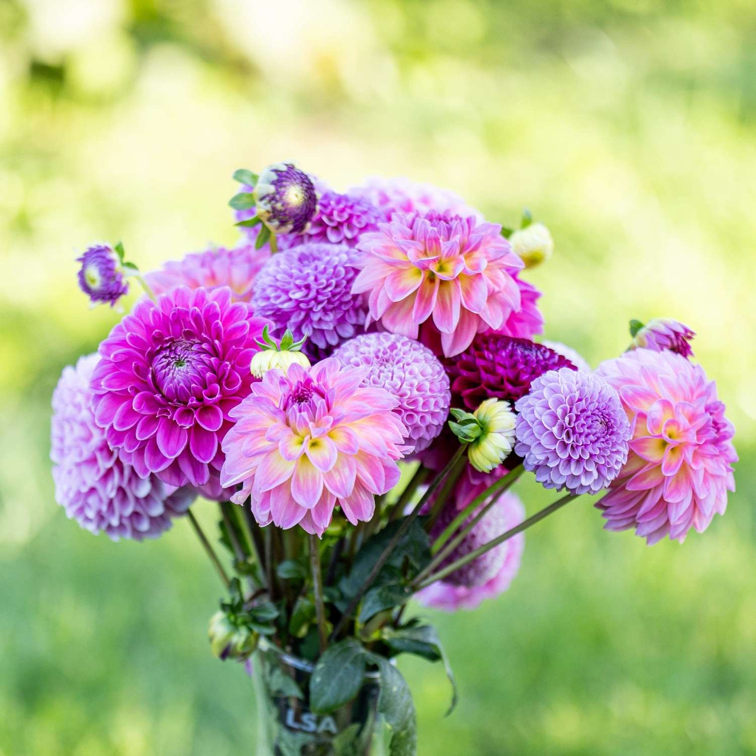 Mélange de dahlias 'Crown Jewels'