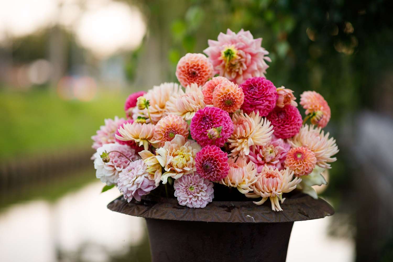 Mélange de dahlias 'Deborah'