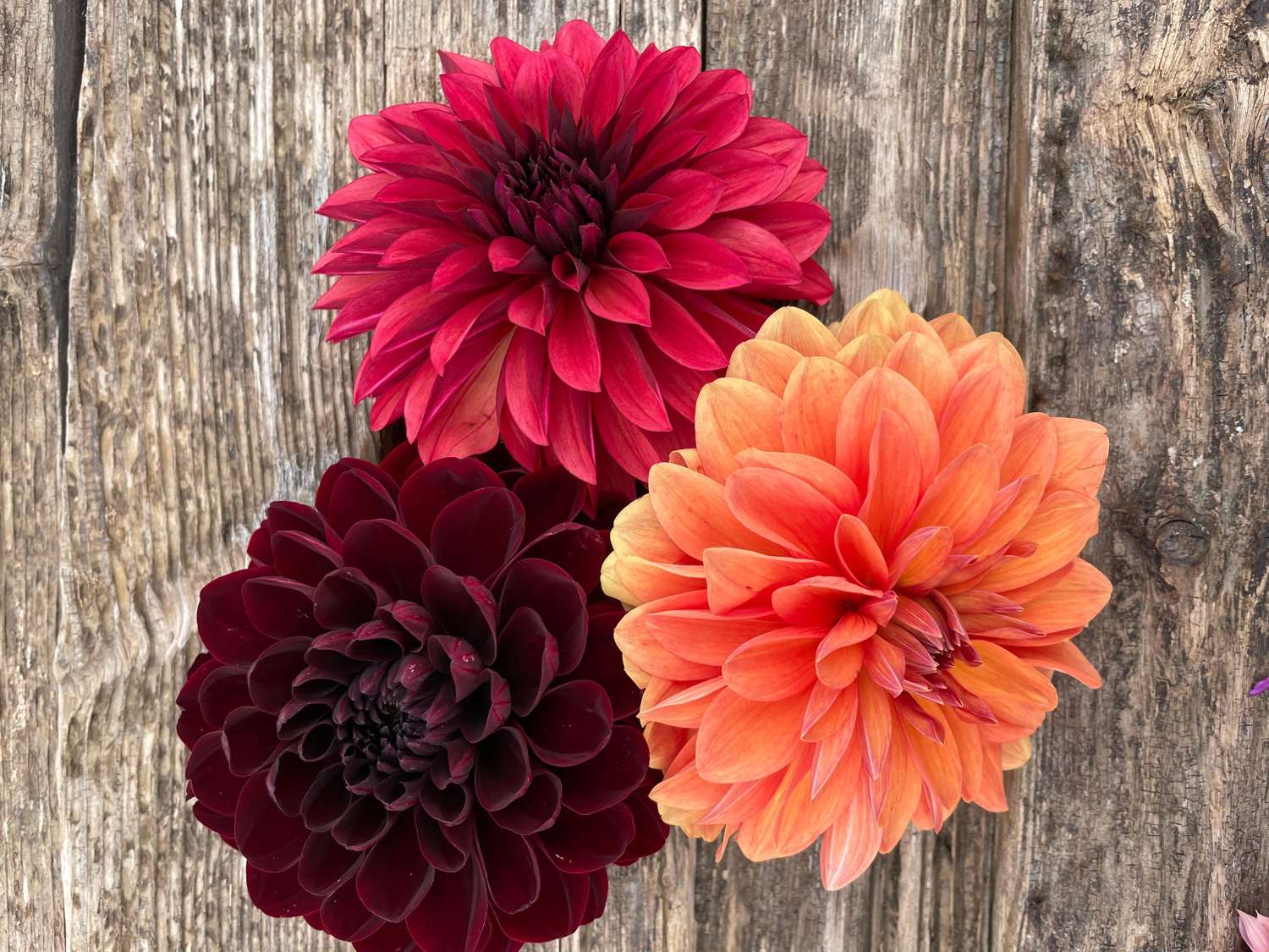Mélange de dahlias 'Dramatic'
