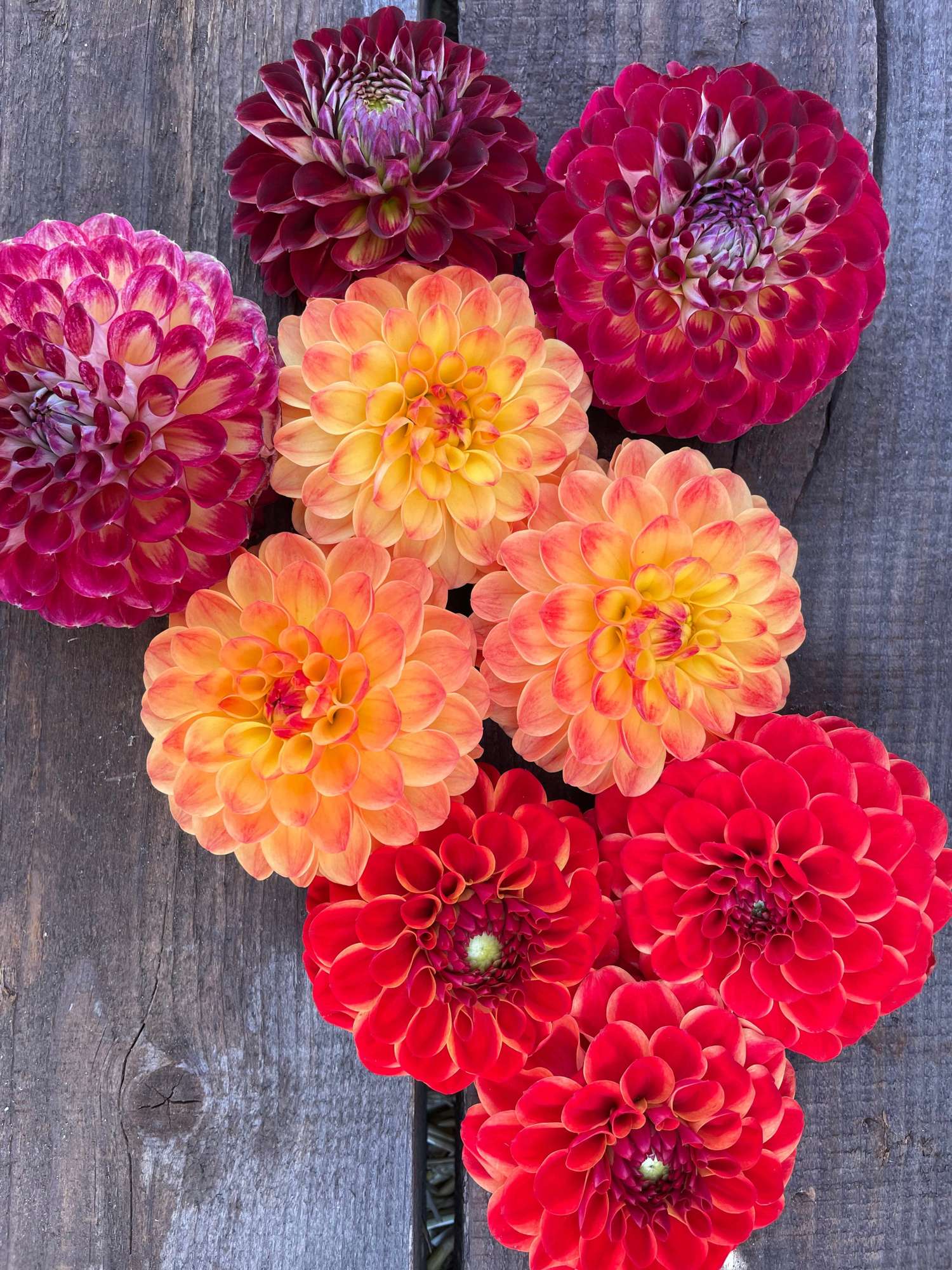 Mélange de dahlias 'Fire'