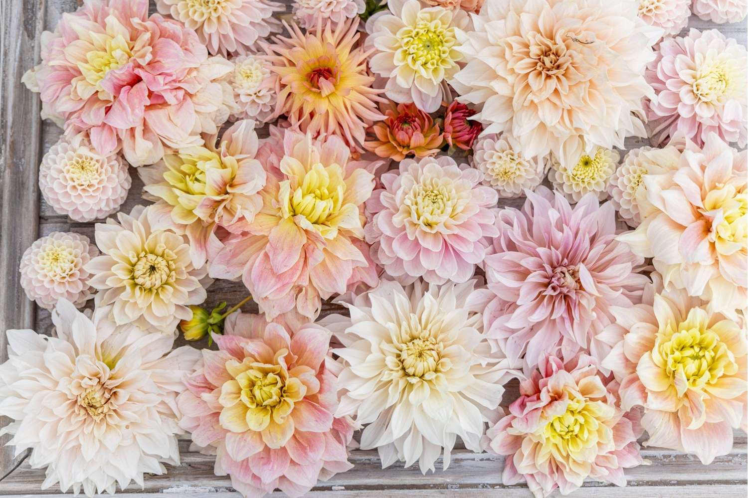 Mélange de dahlias 'Heavenly Delight'