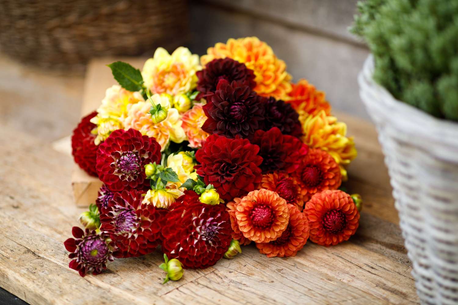 Mélange de dahlias 'Jessica'