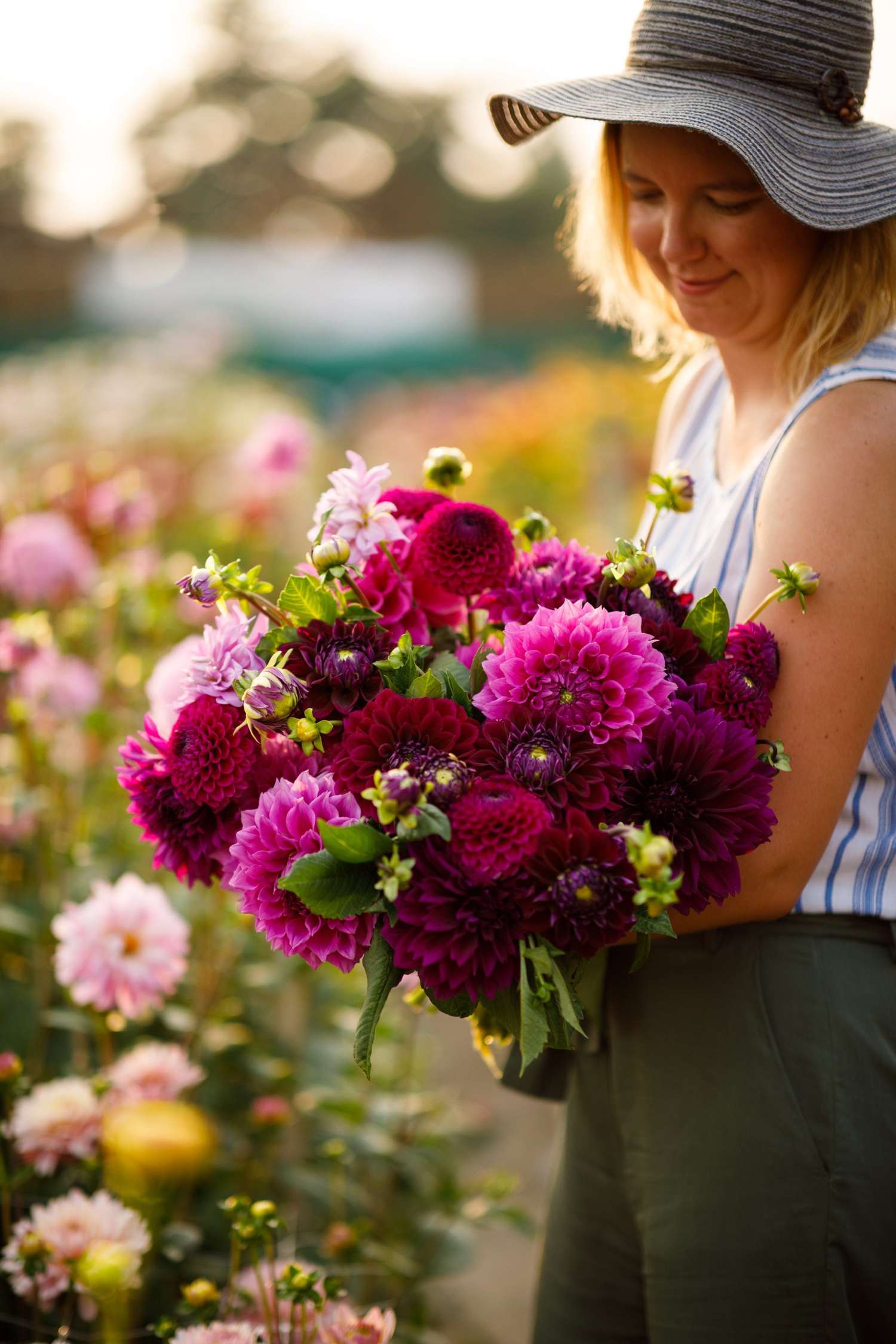 Mélange de dahlias 'Julie'