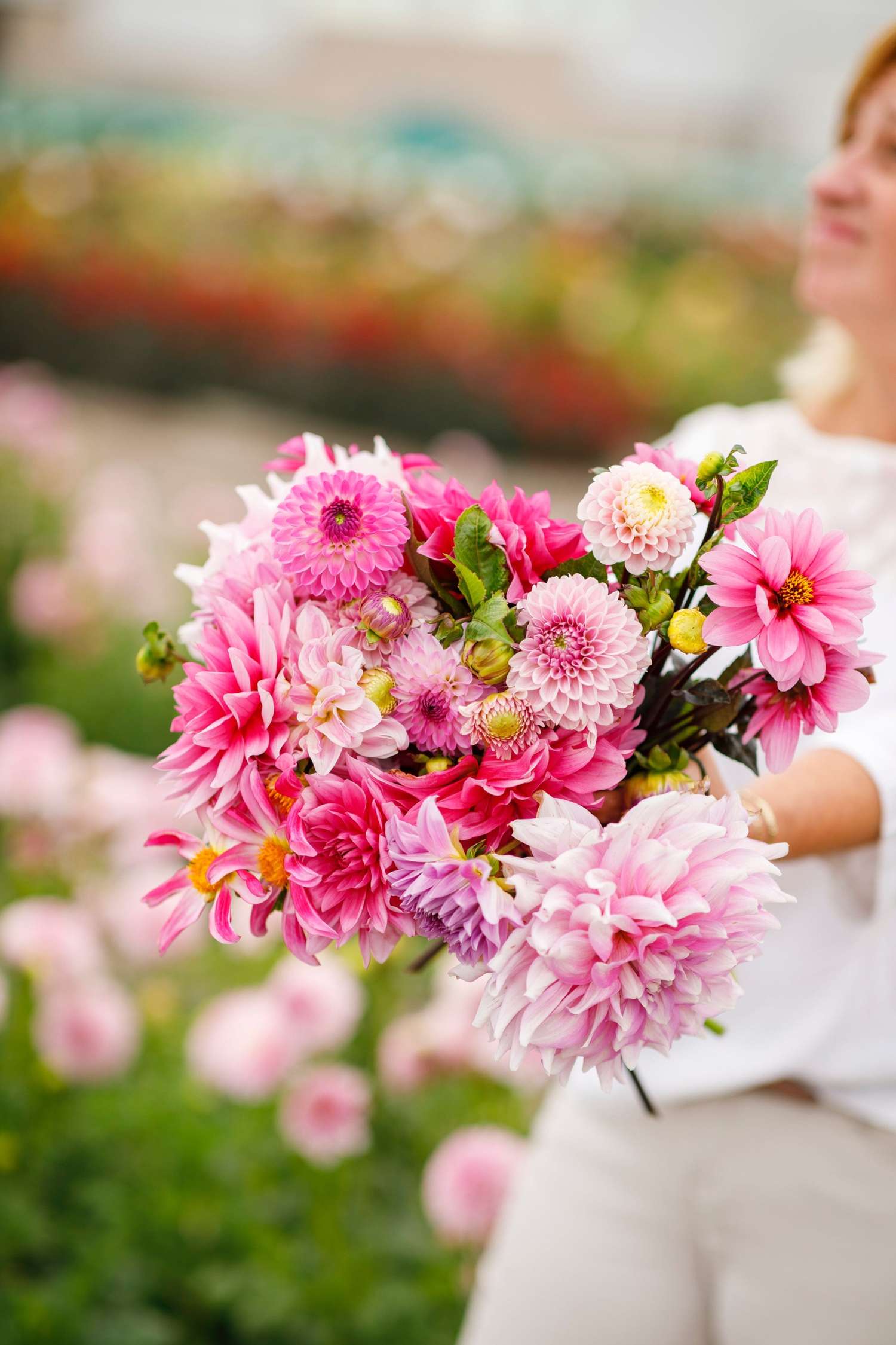 Mélange de dahlias 'Karen'