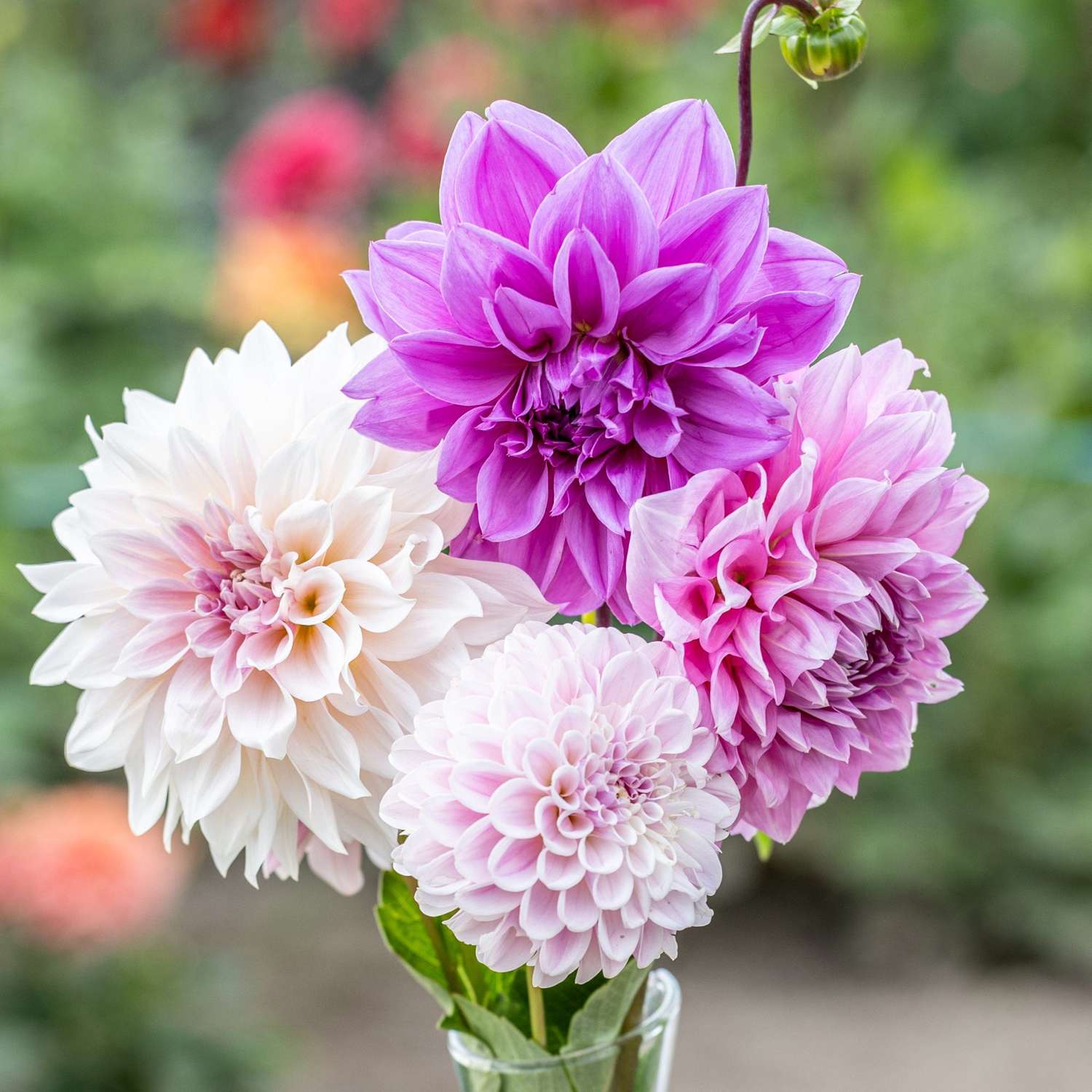 Mélange de dahlias 'Lilac Latte'