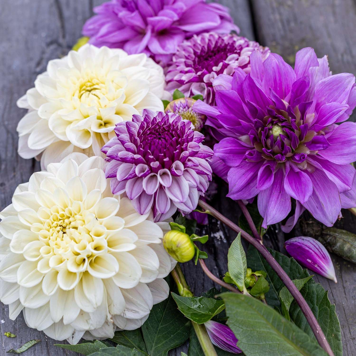 Mélange de dahlias 'Lilac Lullaby'
