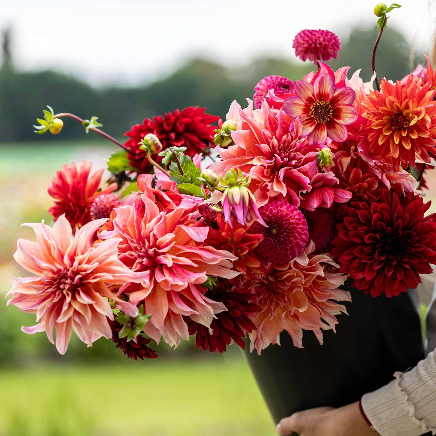Mélange de dahlias 'Love Charm'