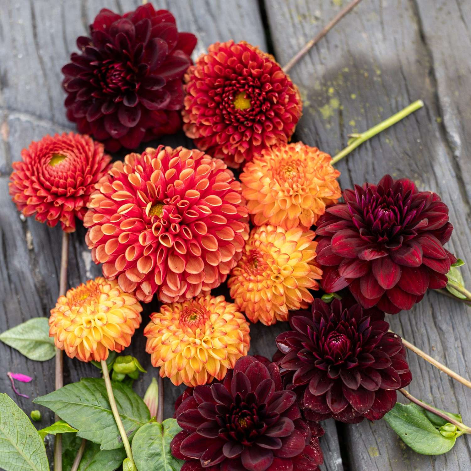 Mélange de dahlias 'Orange Chateau'
