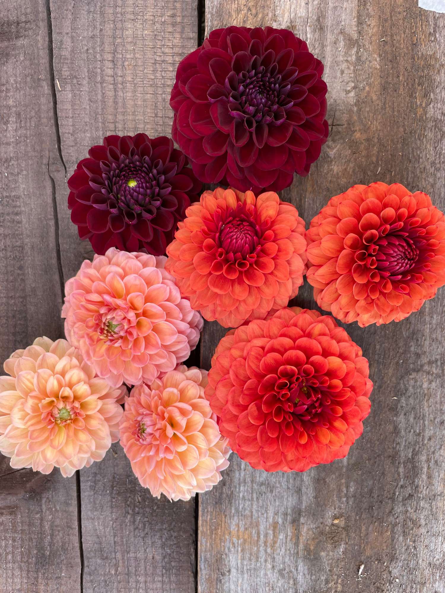 Mélange de dahlias 'Passion'