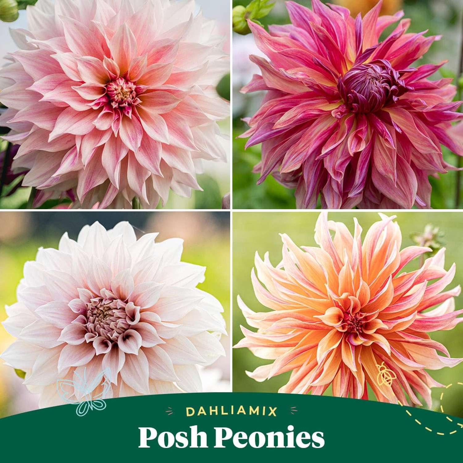 Mélange de dahlias  'Posh Peonies'