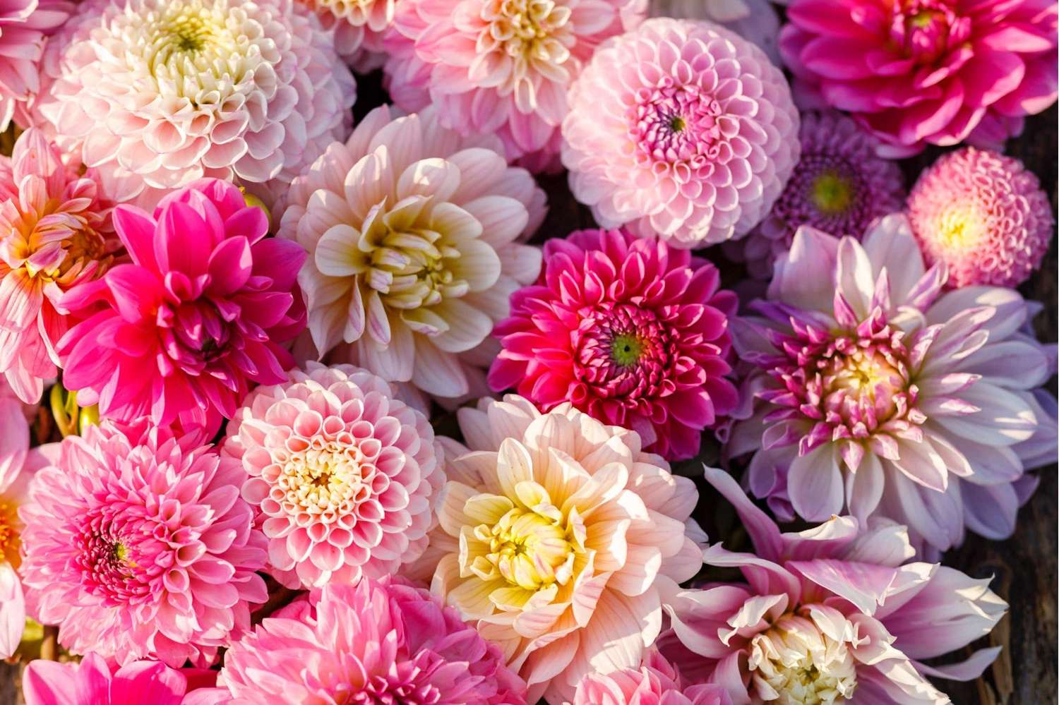 Mélange de dahlias 'Shirley'