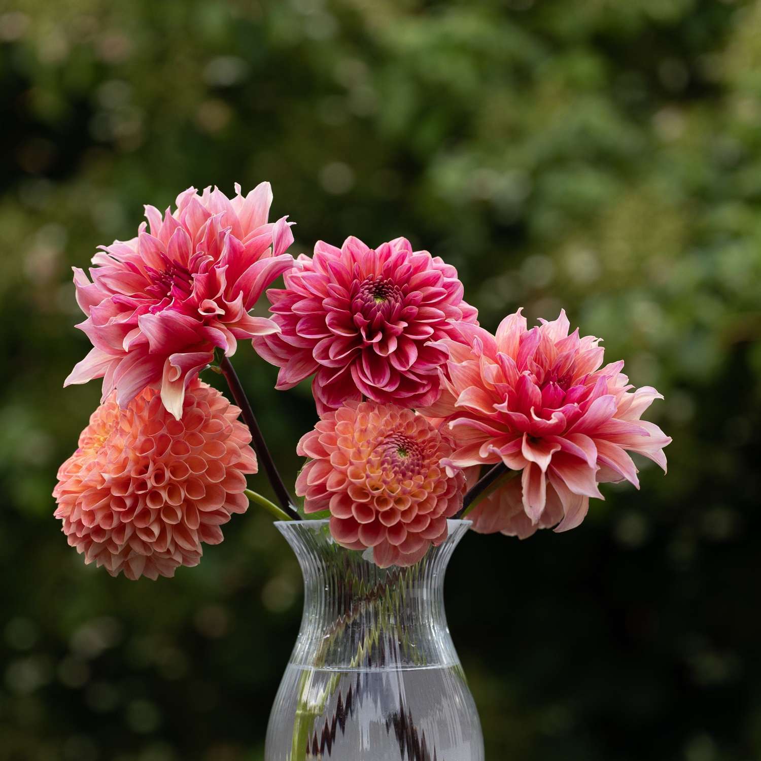 Mélange de dahlias 'Summer Sorbet'