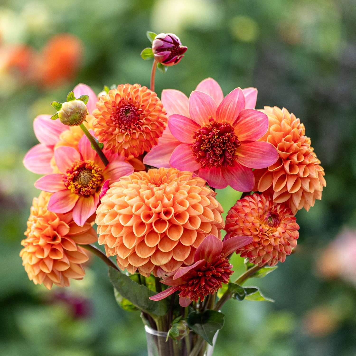 Mélange de dahlias 'Sunset Symphony'