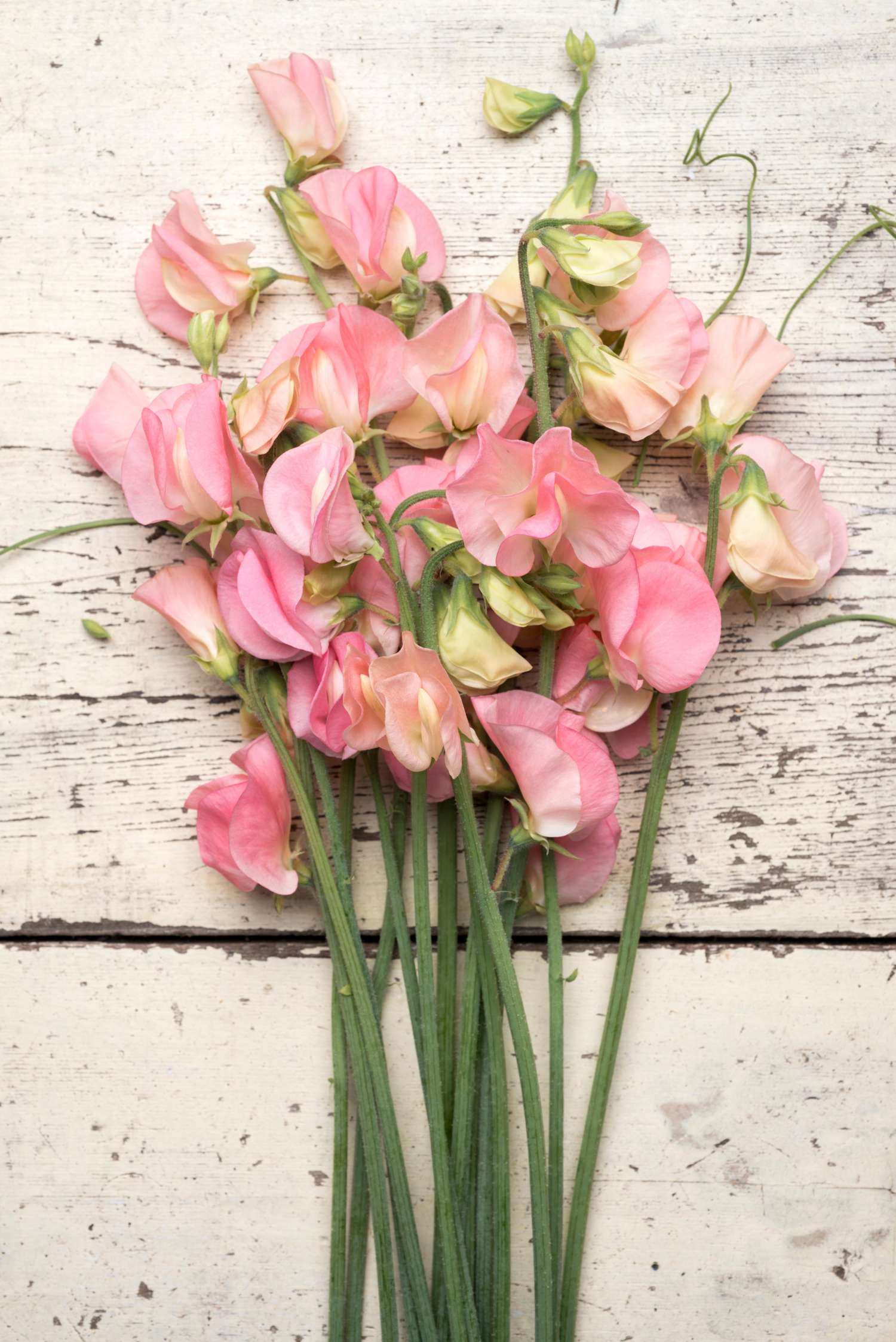 Pois de senteur 'Spring Sunshine Peach' (graines)