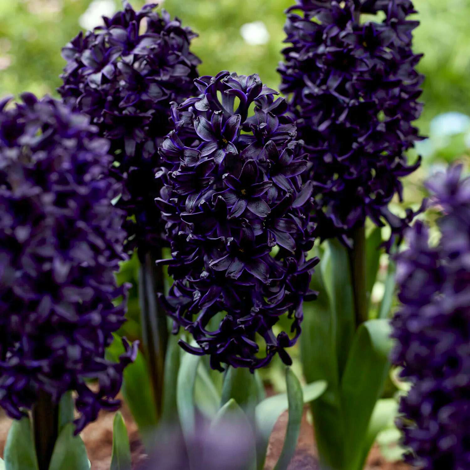 Jacinthe 'Midnight Sky'