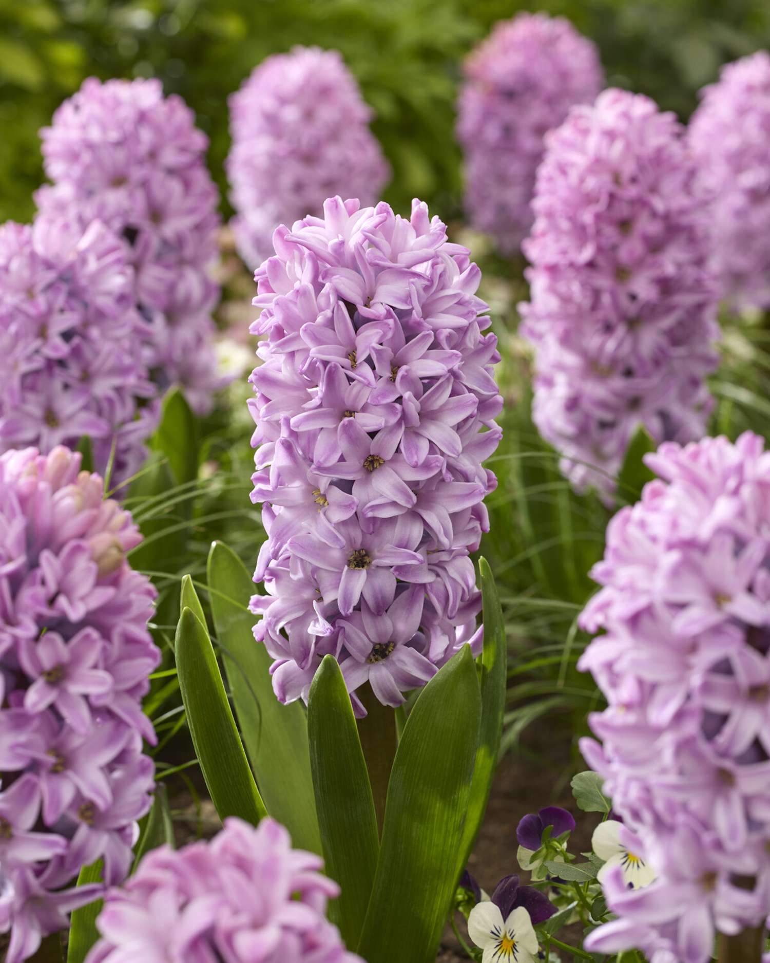 Jacinthe 'Splendid Cornelia'