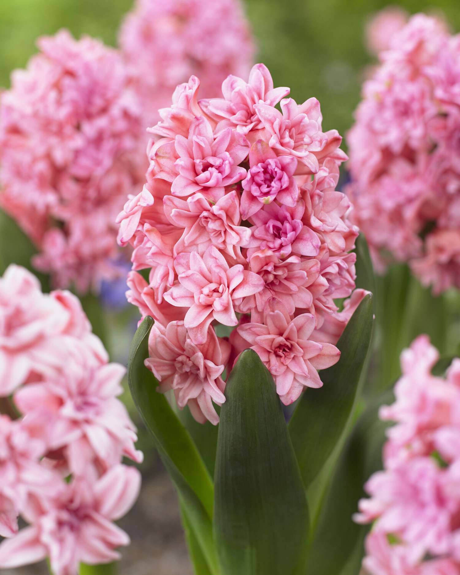 Jacinthe 'Spring Beauty'