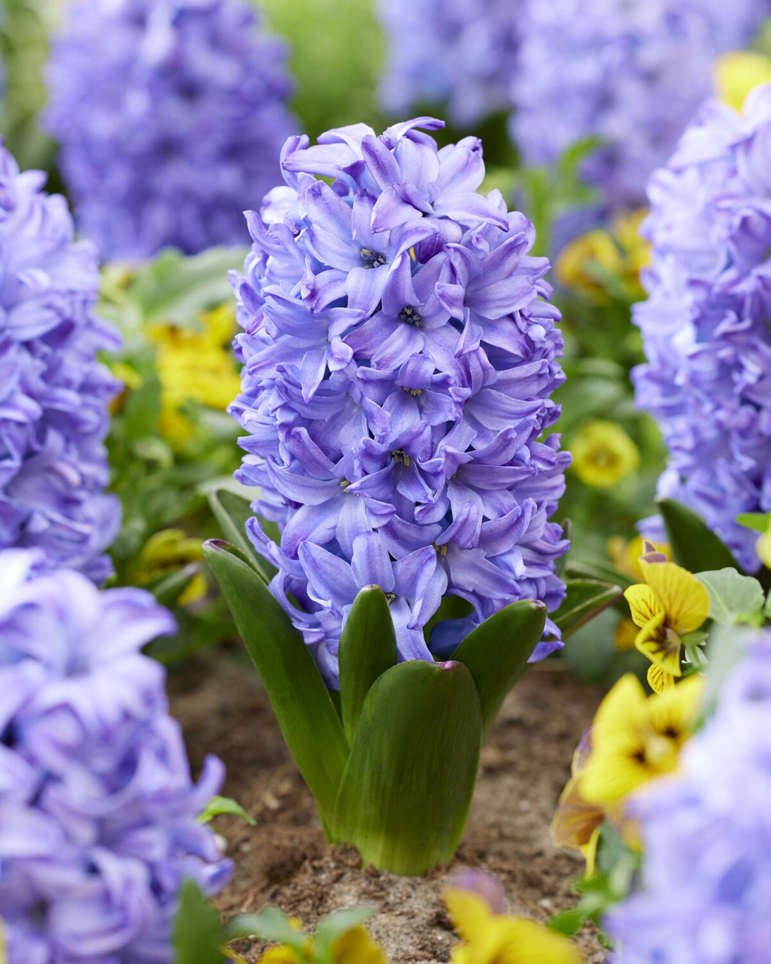Jacinthe 'Aqua'