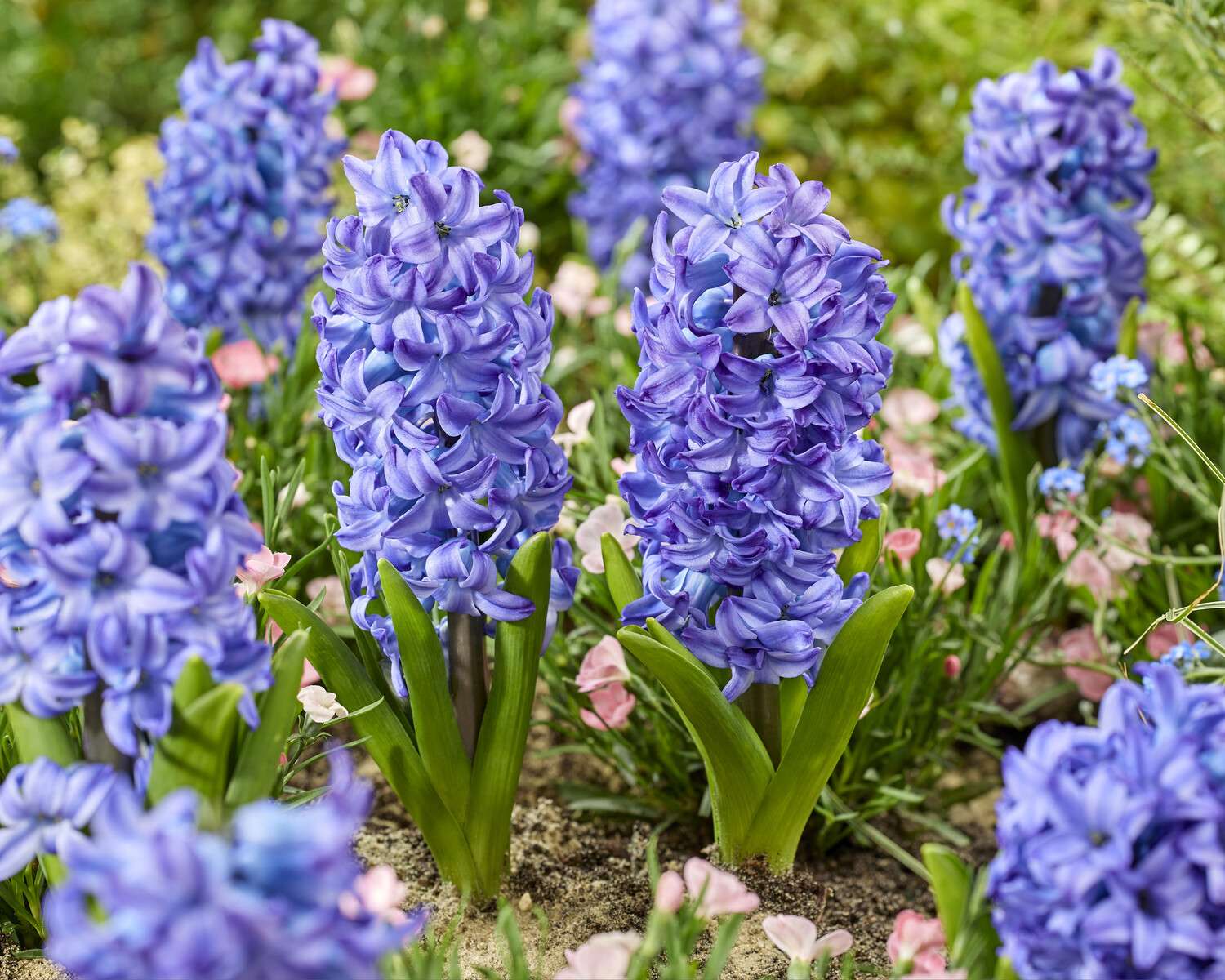 Jacinthe 'Aqua'