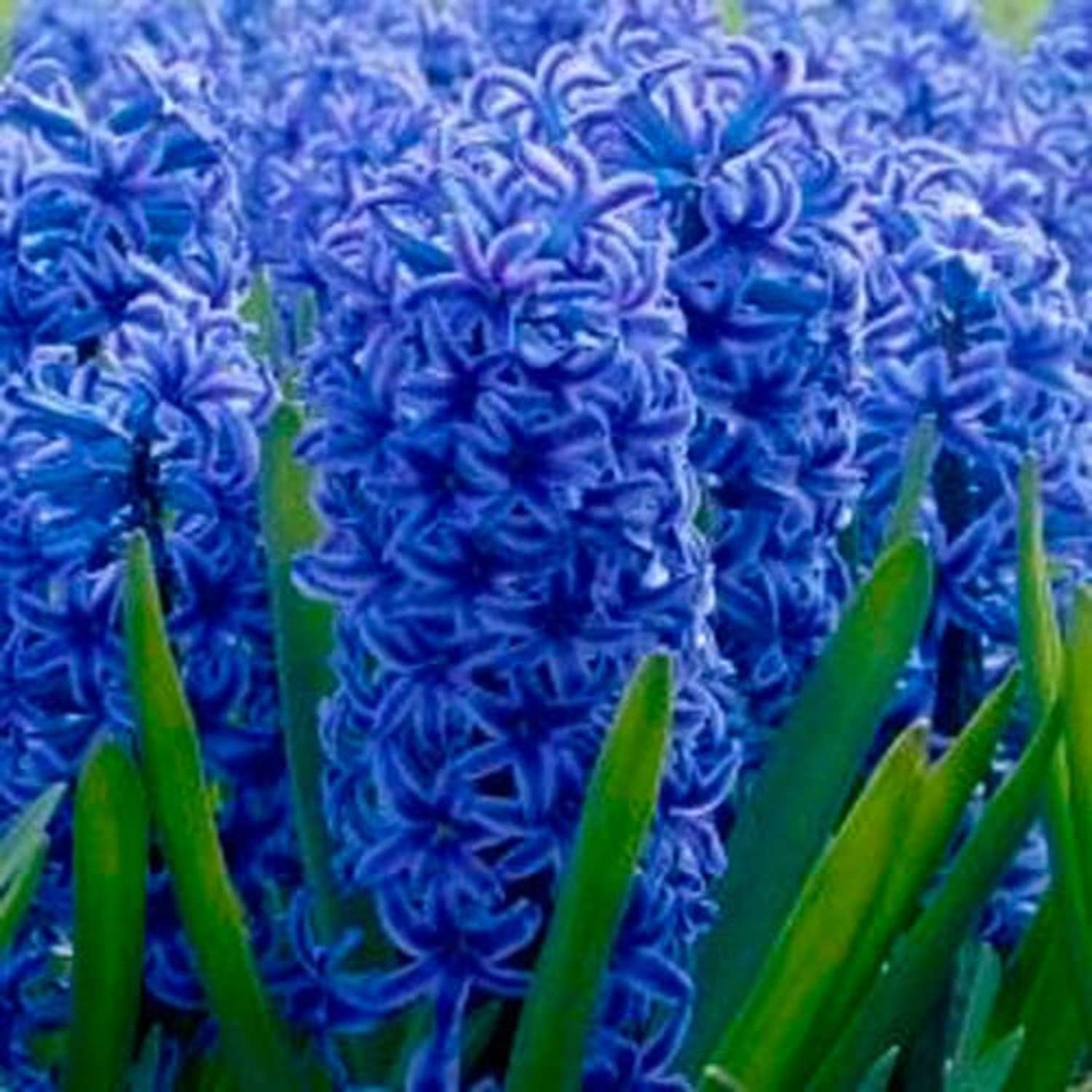Jacinthe 'Blue Jacket'